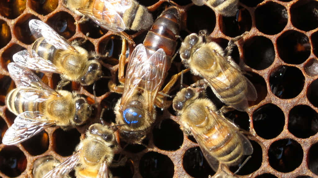 Queen Bee 桌布 壁紙 — 蜜蜂聚集在蜂巢上的特寫，蜂后以藍點標記。