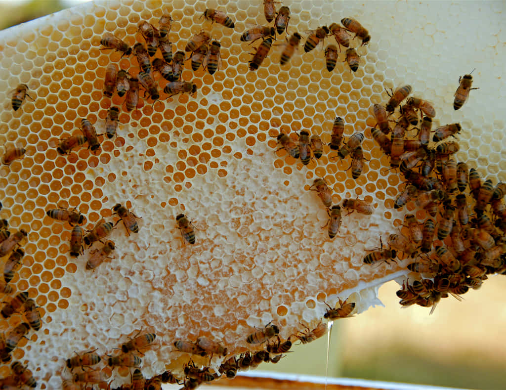 Honeycomb 桌布 壁紙 — 蜜蜂聚集在蜂巢框架上，金色的蜂蜜從一個蜂室滴落。