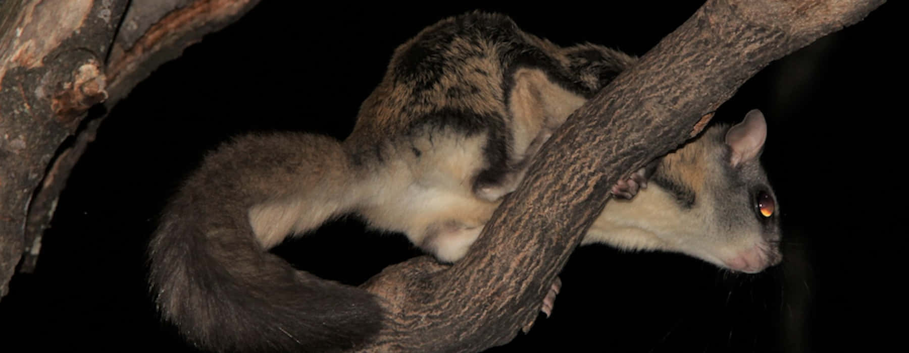 Flying Squirrel 桌布 壁紙 — 蜜袋鼯在夜間緊抓樹枝，橙色發光的眼睛映襯著黑色背景。