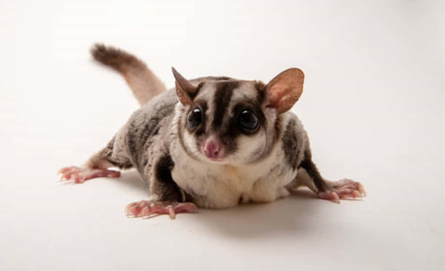 Sugar Glider 桌布 壁紙 — 蜜袋鼯的特寫，有大大的深色眼睛和條紋毛皮，躺在純白色的表面上。