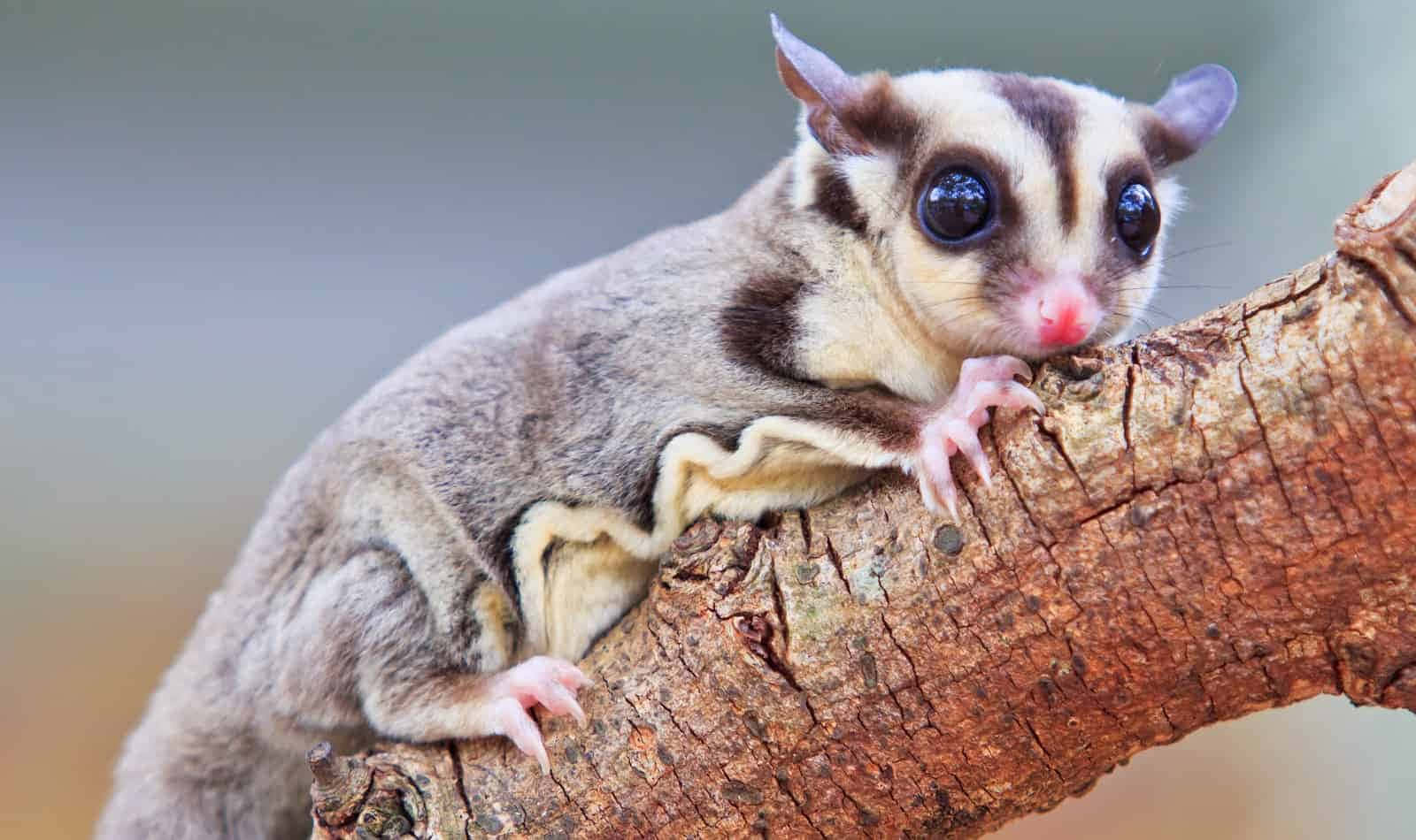 Sugar Glider 桌布 壁紙 — 蜜袋鼯的特寫，有大黑眼，棲息在粗糙的樹枝上。