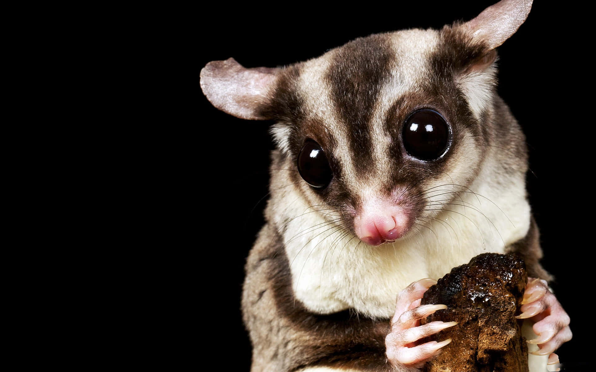 Sugar Glider 桌布 壁紙 — 蜜袋鼯近距離特寫，有大黑眼睛，拿著一塊樹皮，背景為黑色。
