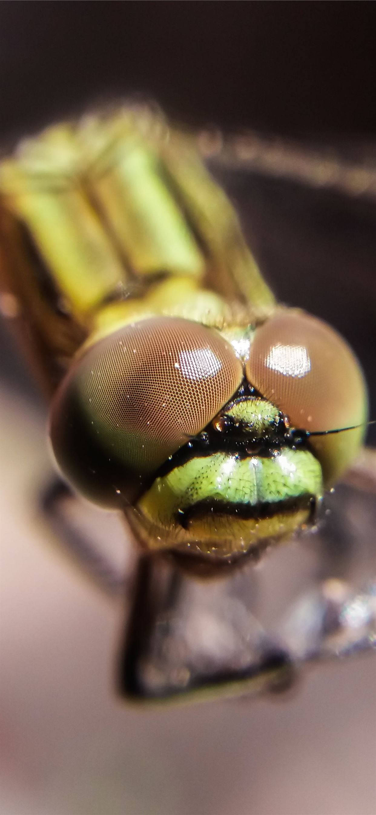 fly 桌布 壁紙 — 蜻蜓頭部的極致微距視角，展示大型複眼和綠色胸部，背景模糊。