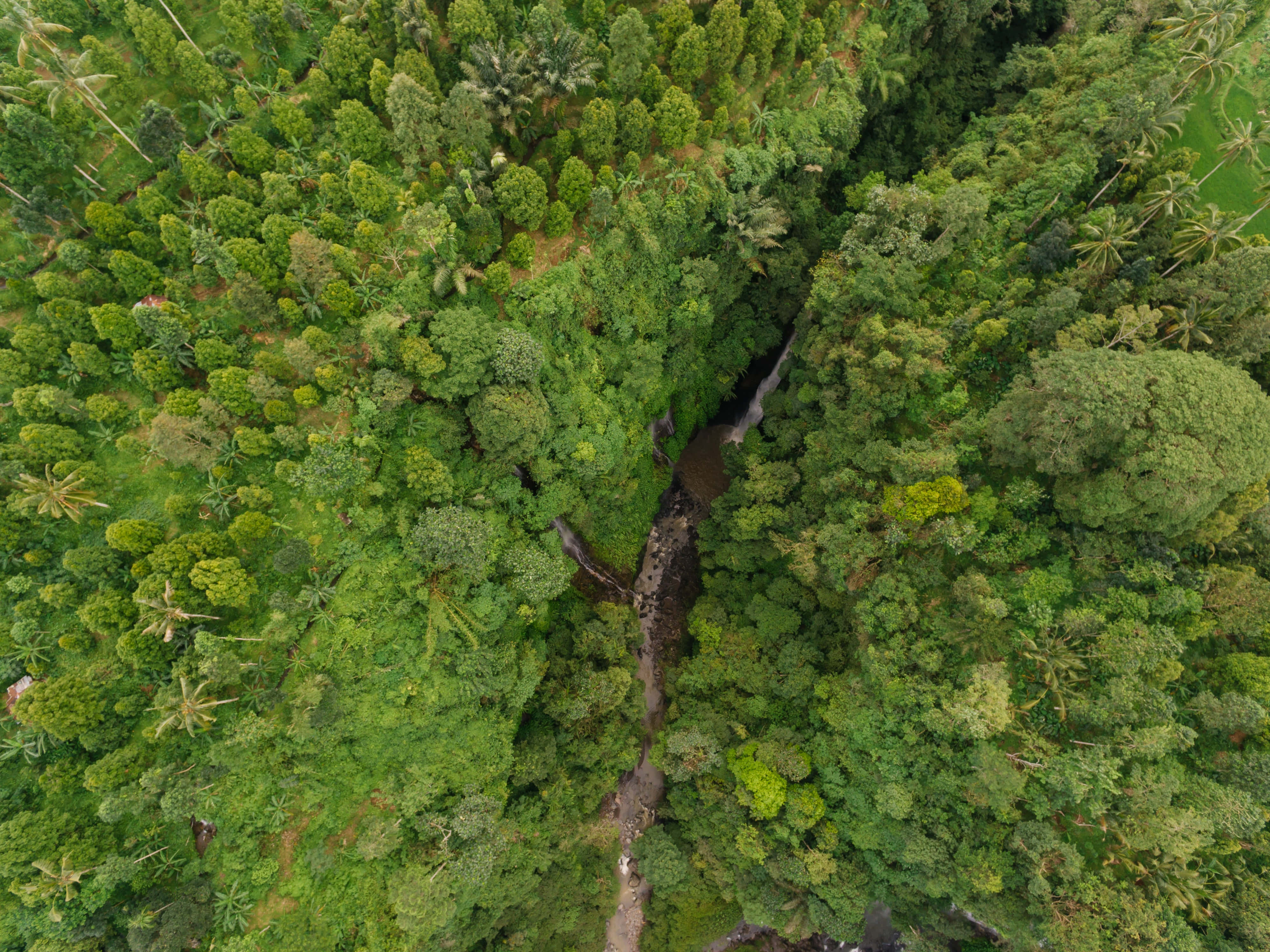 Green Forest 桌布 壁紙 — 蜿蜒河流穿過茂密翡翠色叢林樹冠、散落棕櫚樹的航拍視圖。