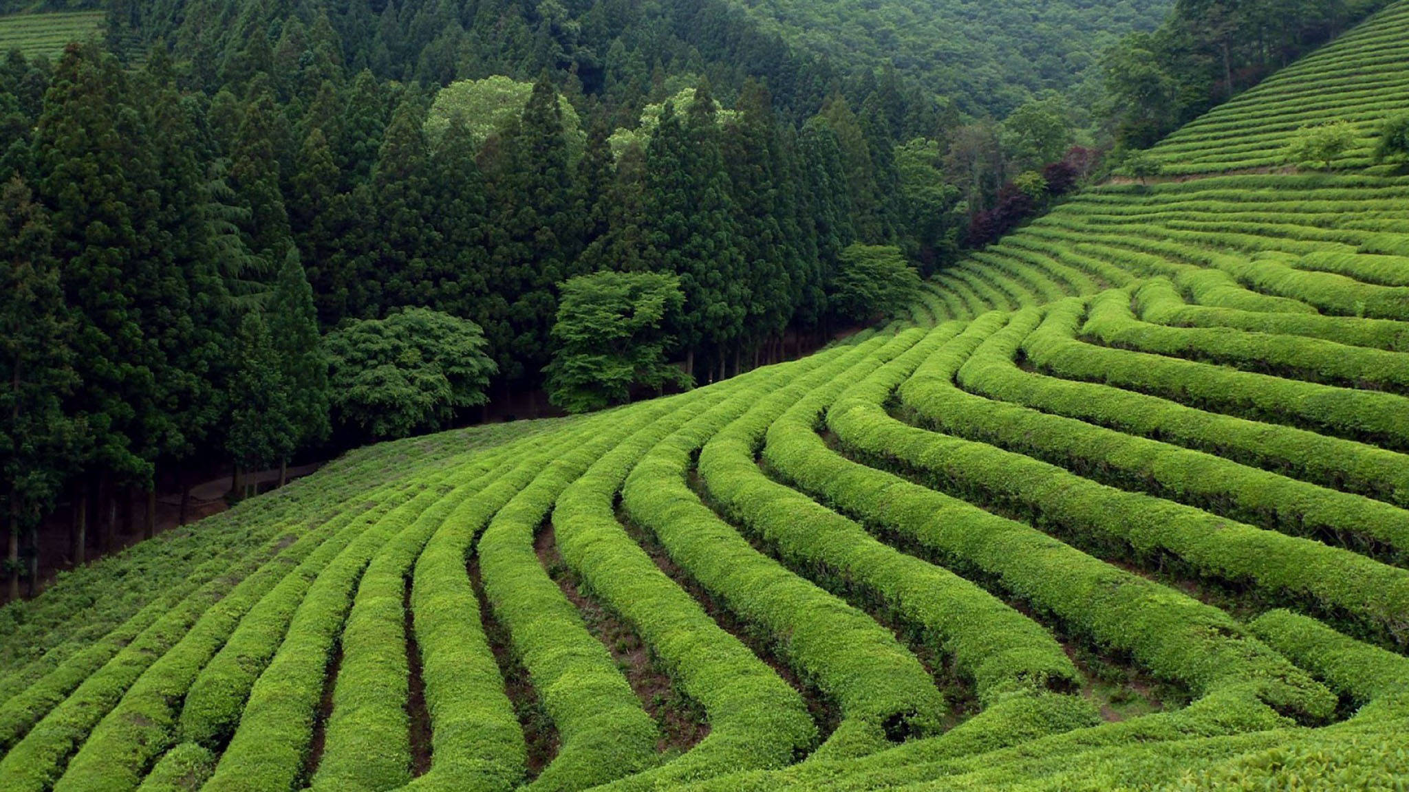 tea 桌布 壁紙 — 蜿蜒的翠綠茶樹行列沿著林木茂密的山坡傾瀉而下，構成寧靜的鄉村景觀。