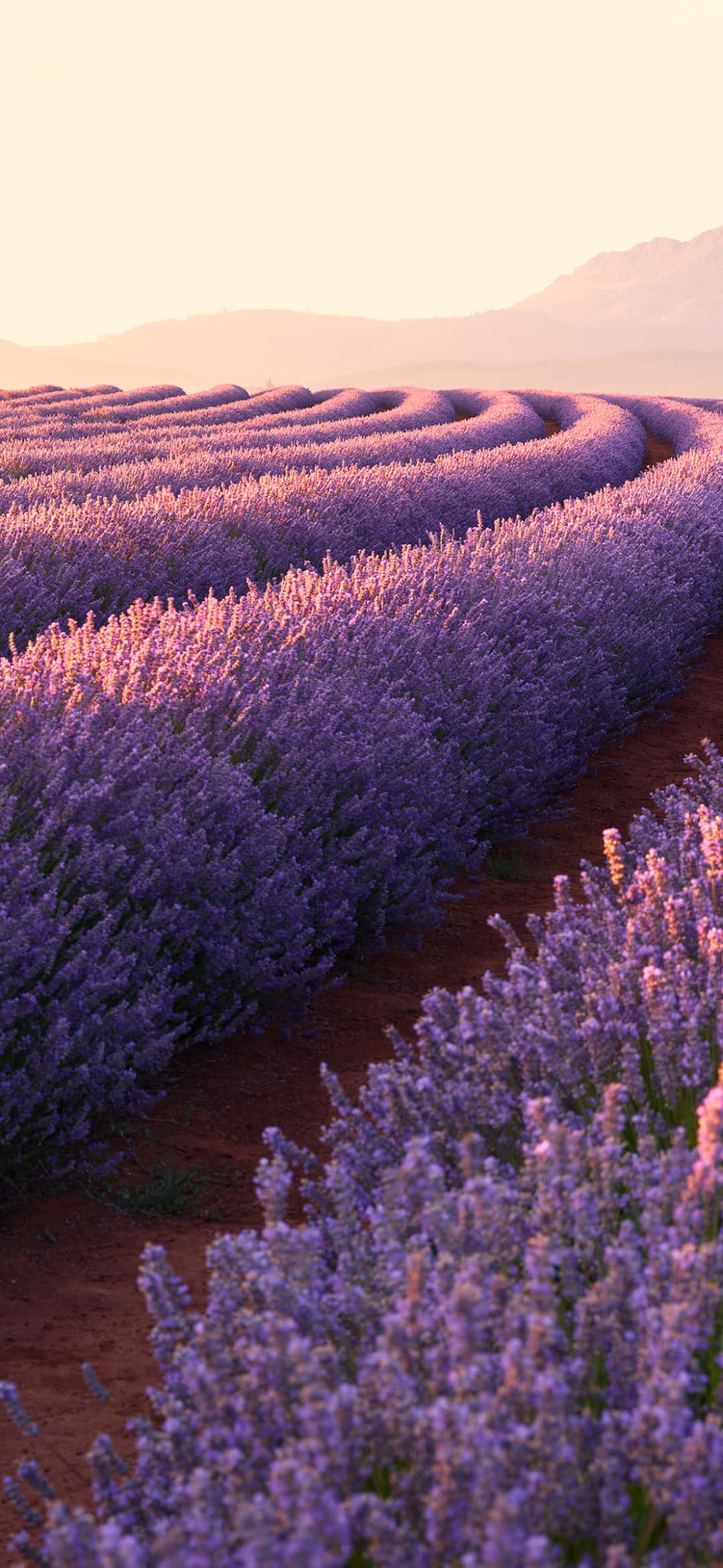 Lavender 桌布 壁紙 — 蜿蜒的薰衣草田行列在柔和的金色光芒中，映襯著遠山，在日落時分閃耀。