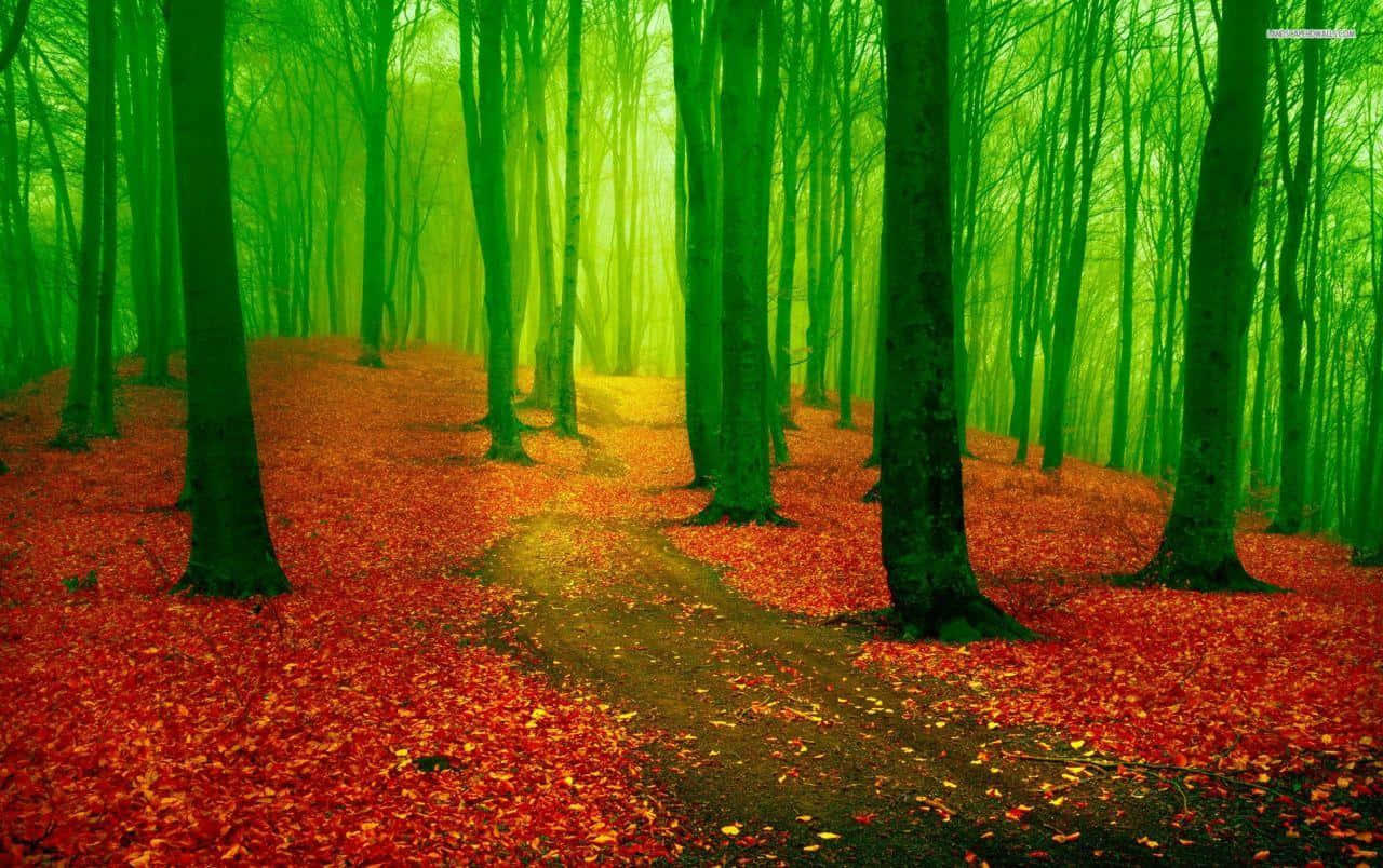 紅色動圖 桌布 壁紙 — 蜿蜒穿過森林的小徑，兩旁是充滿活力的綠樹和火紅的秋葉地毯。