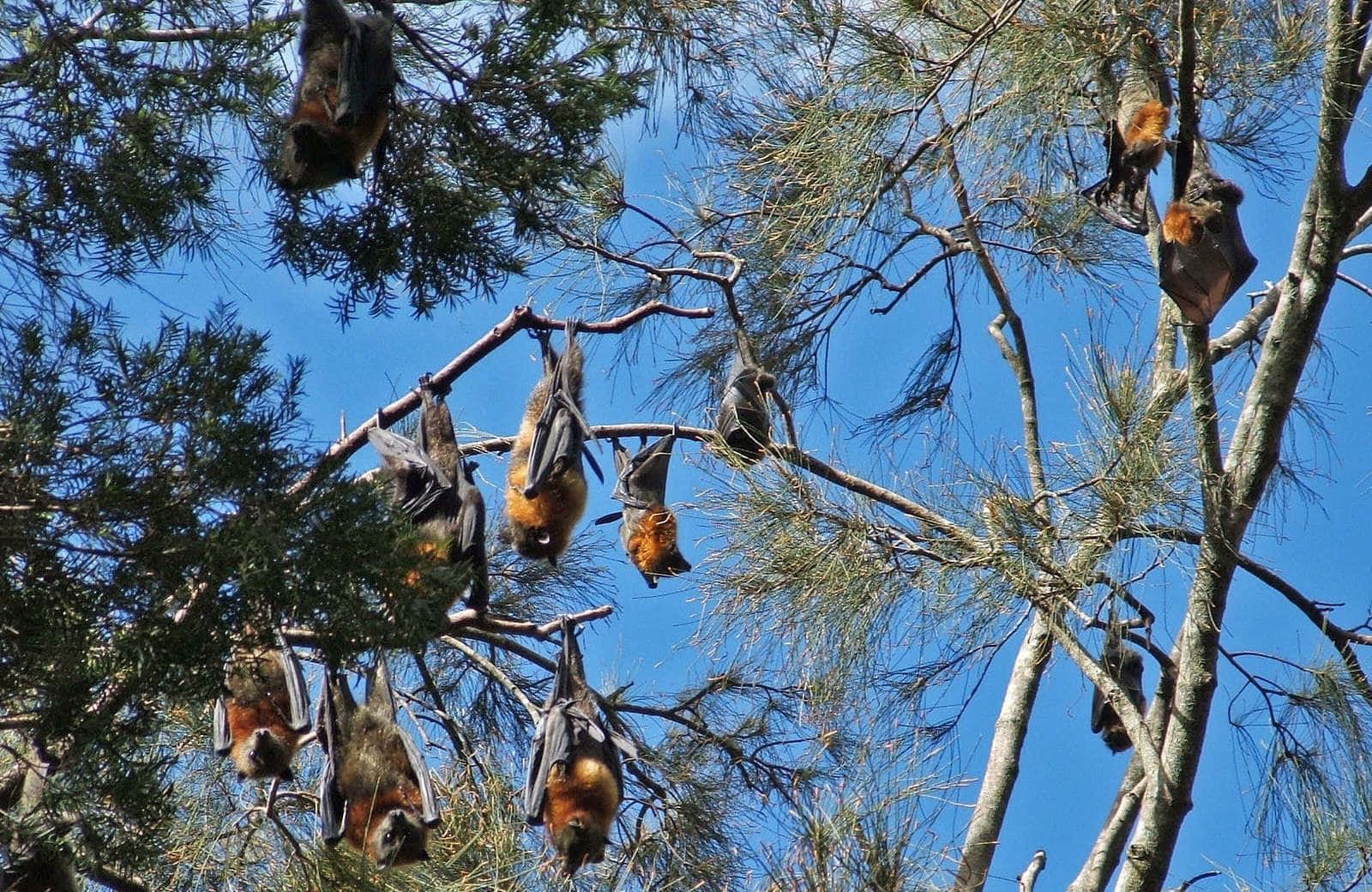 Bats 桌布 壁紙 — 蝙蝠倒掛在松樹枝上，背景是晴朗的藍天，陽光普照的森林場景。