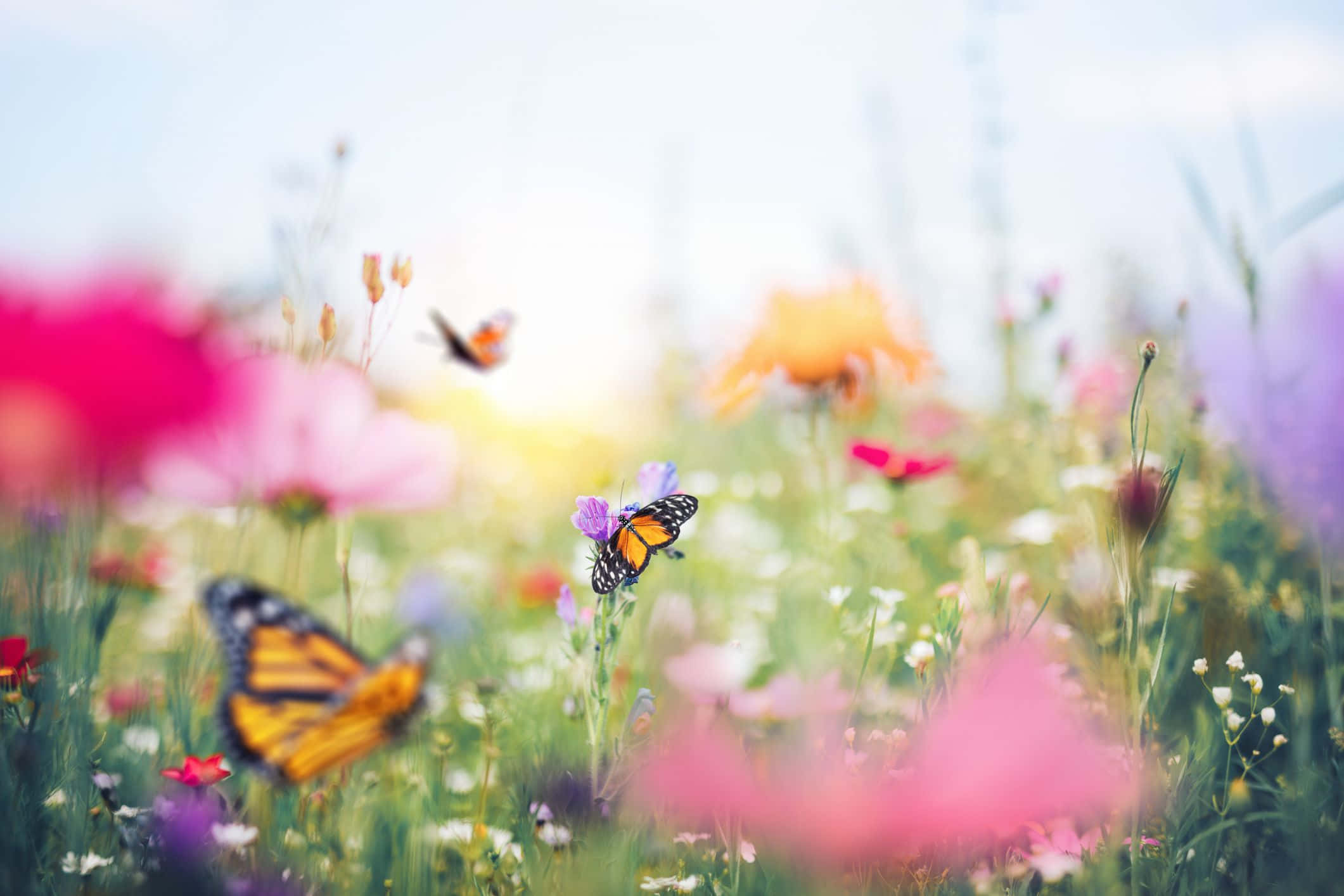 Butterfly Garden 桌布 壁紙 — 蝴蝶在陽光明媚的草地上，在鮮豔的粉紅色、紫色和橙色花朵間翩翩飛舞，背景是柔和的散景效果。