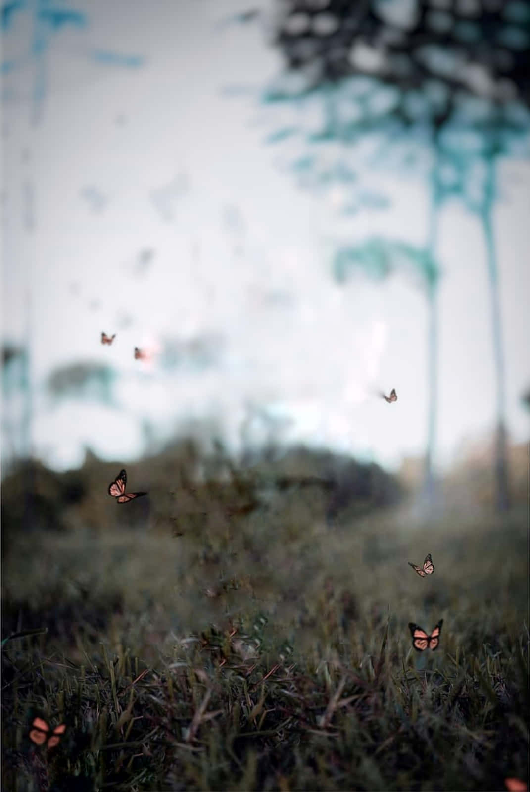 蝴蝶在霧氣瀰漫的草地上飄動，背景有模糊的樹木。 — 蝴蝶 GIF 壁紙