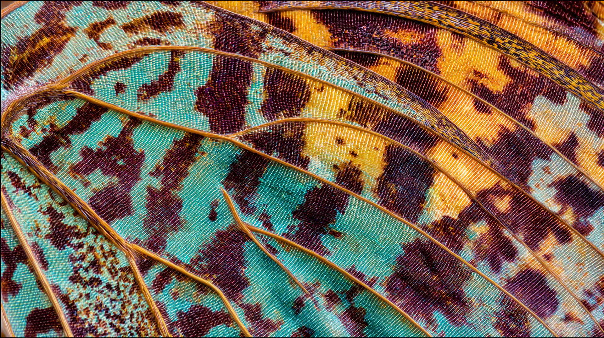 Intricate Patterns and Textures of a Butterfly Wing, Macro View 壁紙 — 蝴蝶翅膀特寫，展現出複雜的藍綠色、棕色和金色鱗片，形成彎曲圖案。