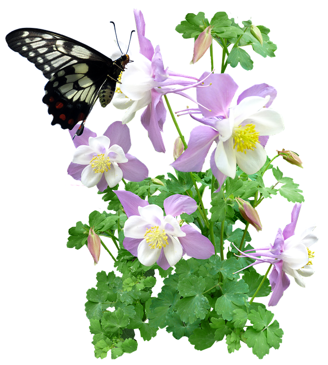 蝴蝶與耬斗菜花 壁紙