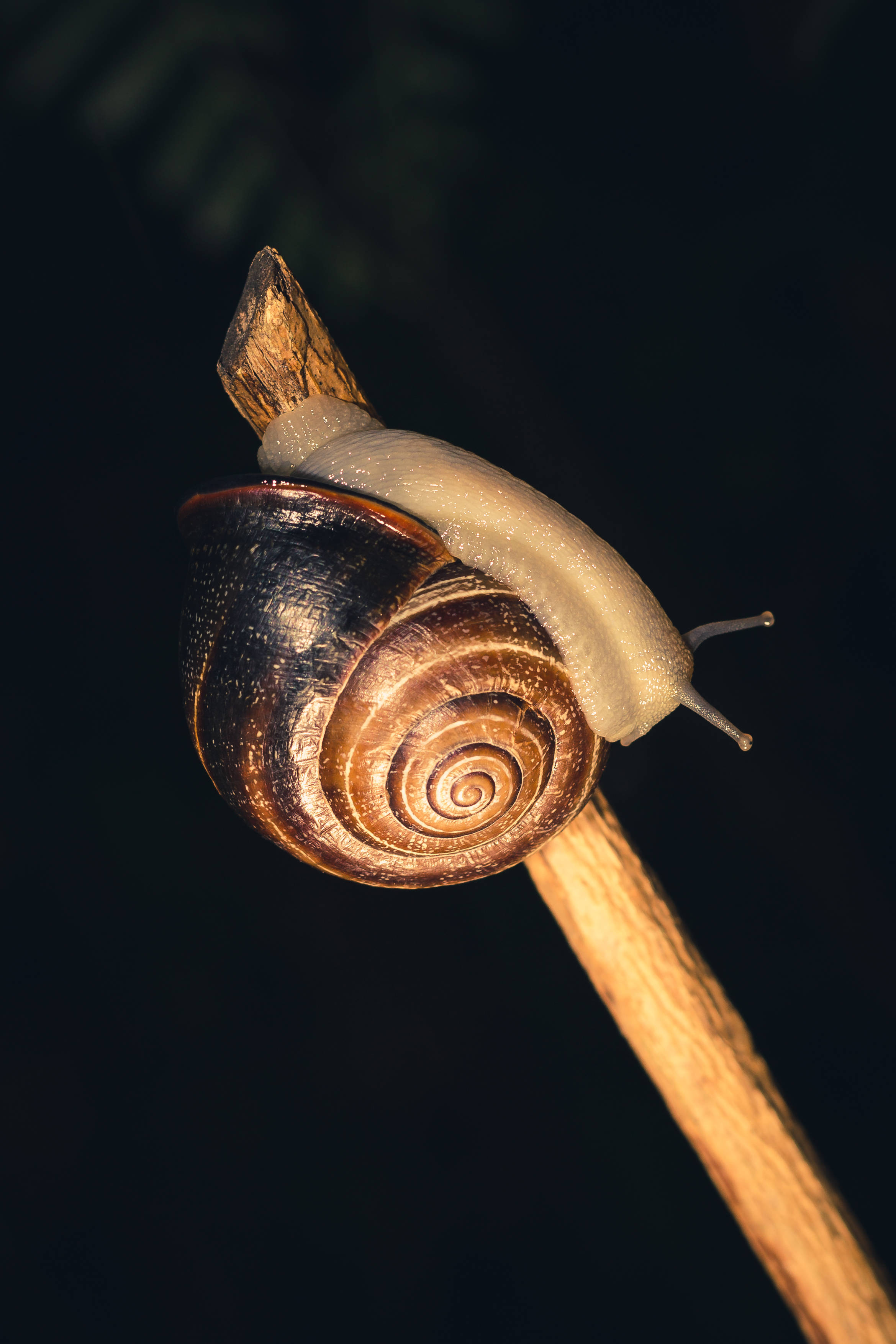 Snail 桌布 壁紙 — 蝸牛特寫，有光澤的棕色殼，在深色背景的木棍上爬行。
