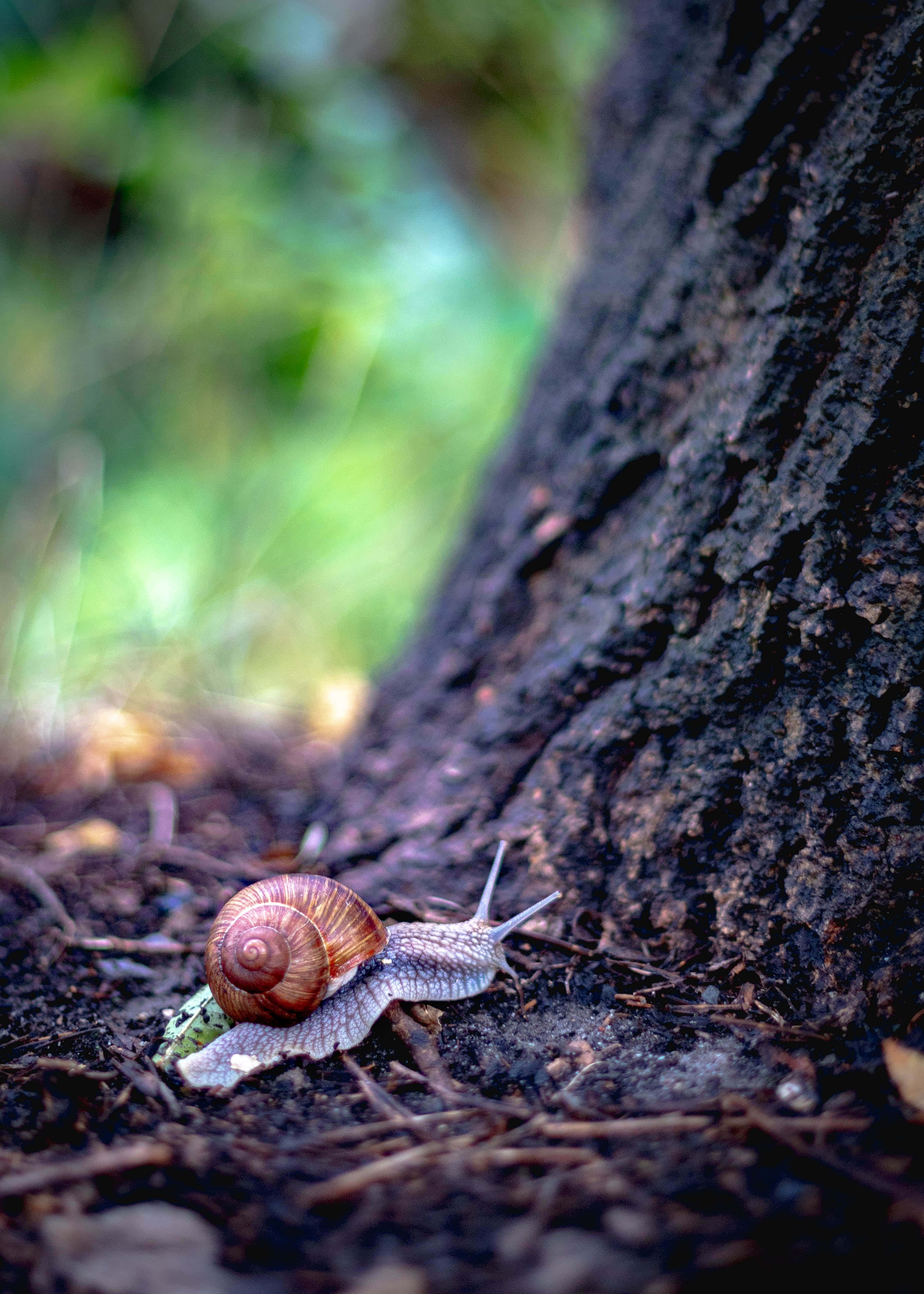 Snail 桌布 壁紙 — 蝸牛特寫，棕色螺旋殼，在深色泥土上爬行，旁邊是紋理樹幹。