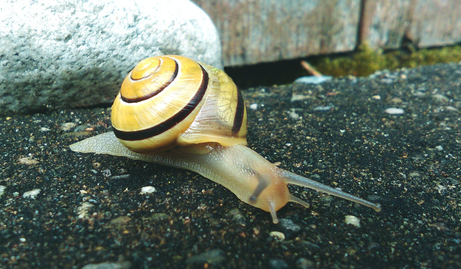 Snail 桌布 壁紙 — 蝸牛近拍，黃色殼上有深色條紋，在石頭和木柵欄附近的深色礫石上爬行。
