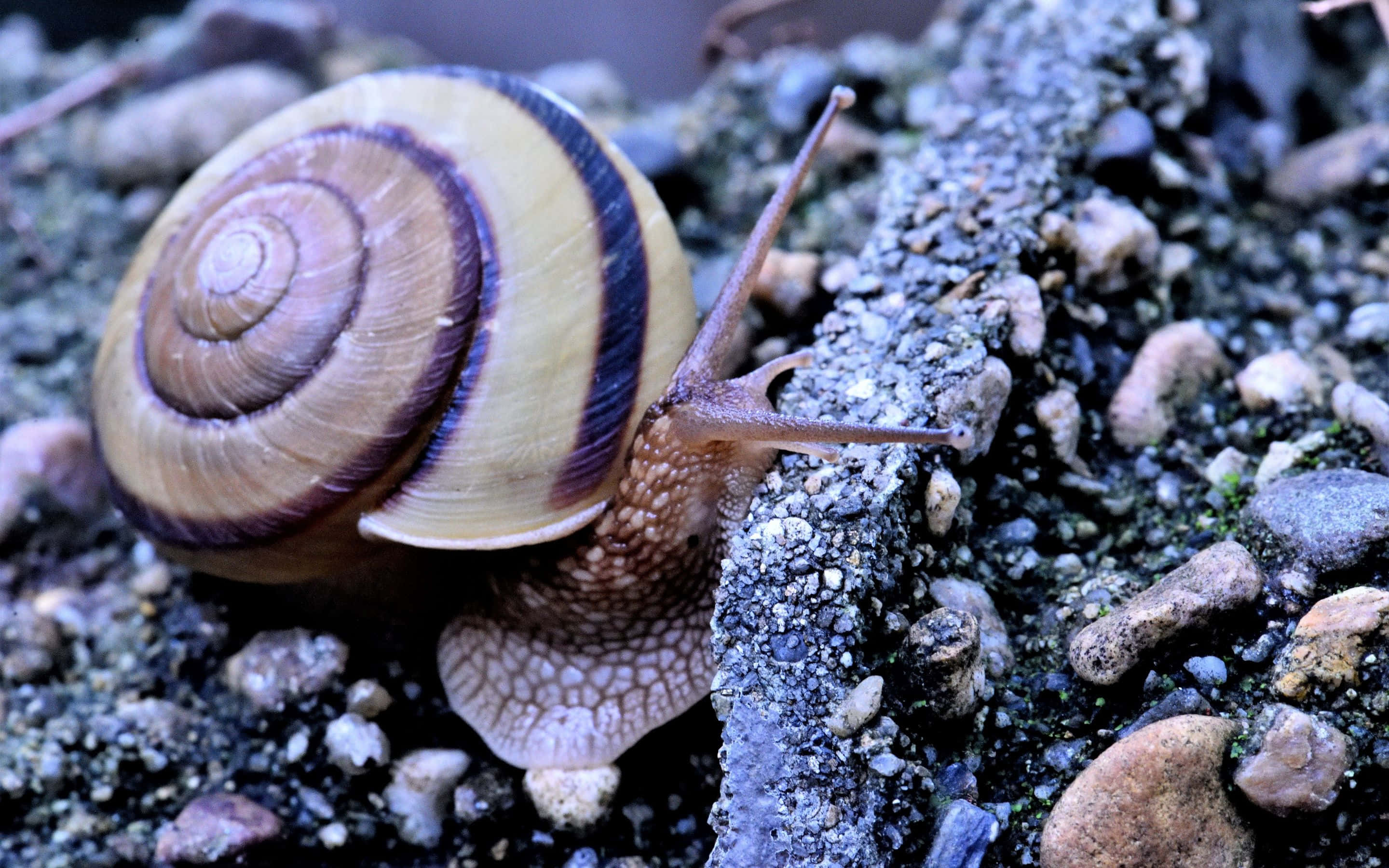 2880x1800 桌布 壁紙 — 蝸牛近照，殼上有條紋，在質感碎石和苔蘚上爬行。