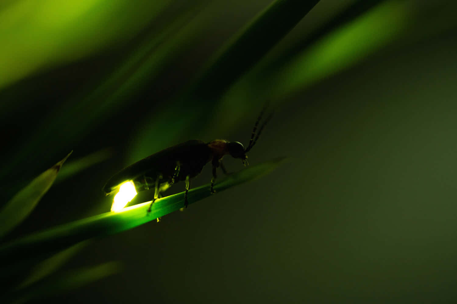 firefly 桌布 壁紙 — 螢火蟲在一片草葉上發出明亮的光芒，背景是深綠色的模糊背景。