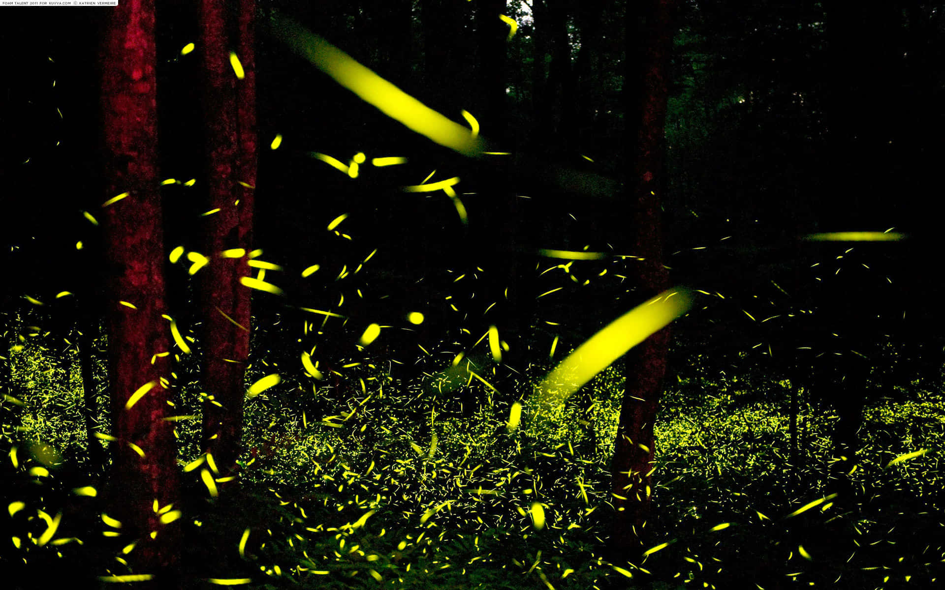 Firefly HD 桌布 壁紙 — 螢火蟲在夜間黑暗的森林中發出鮮黃色的軌跡，樹幹呈紅色，灌木叢呈綠色。