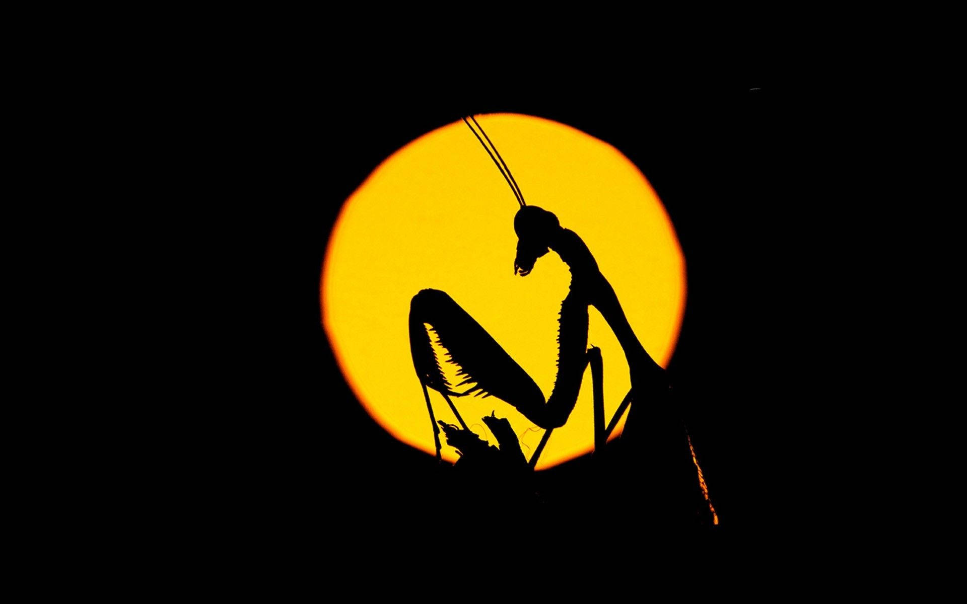 Silhouette 桌布 壁紙 — 螳螂剪影在漆黑的背景下，對著發光的橙色太陽蓄勢待發。