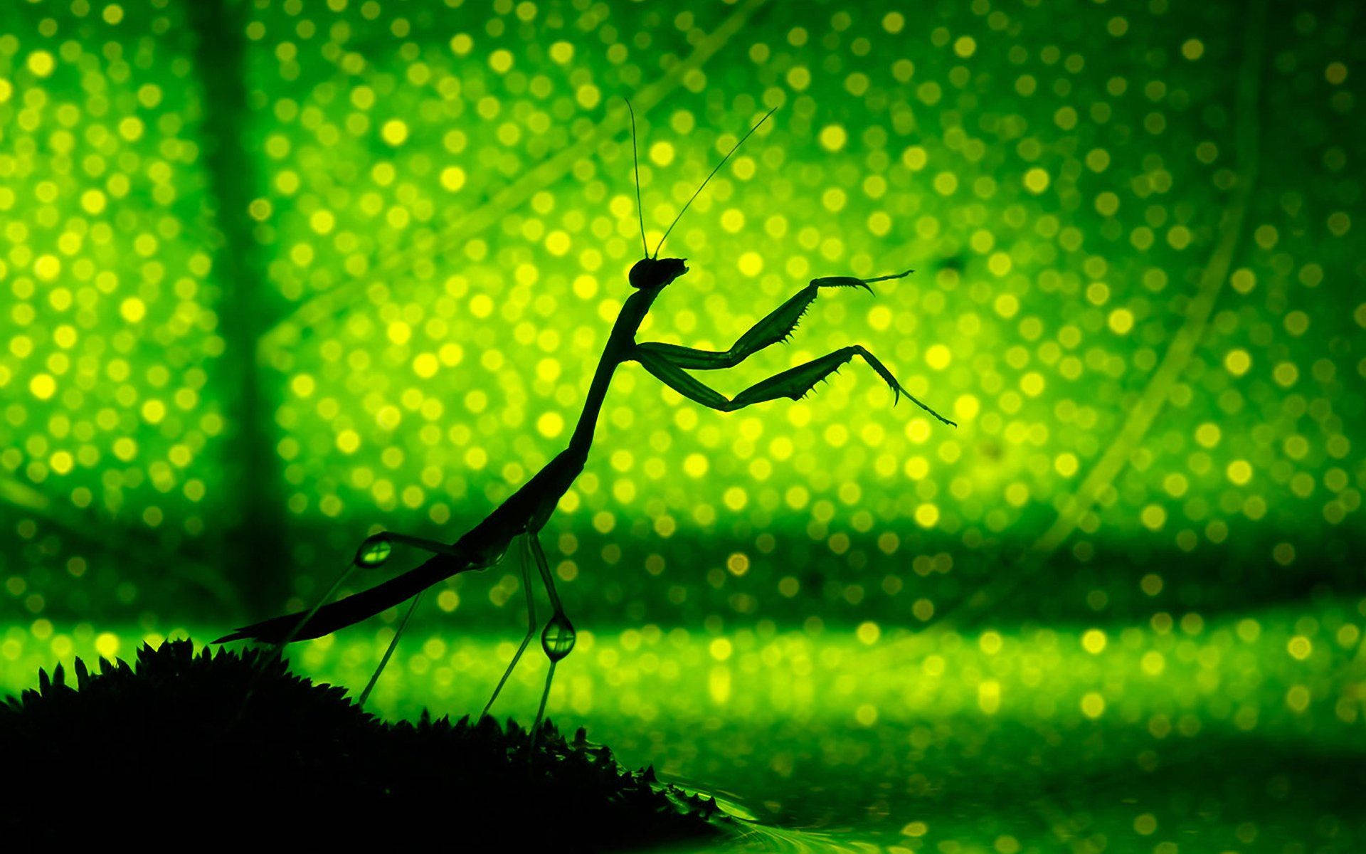 Silhouette 桌布 壁紙 — 螳螂棲息在樹葉上的剪影，背景是充滿活力的綠色散景。
