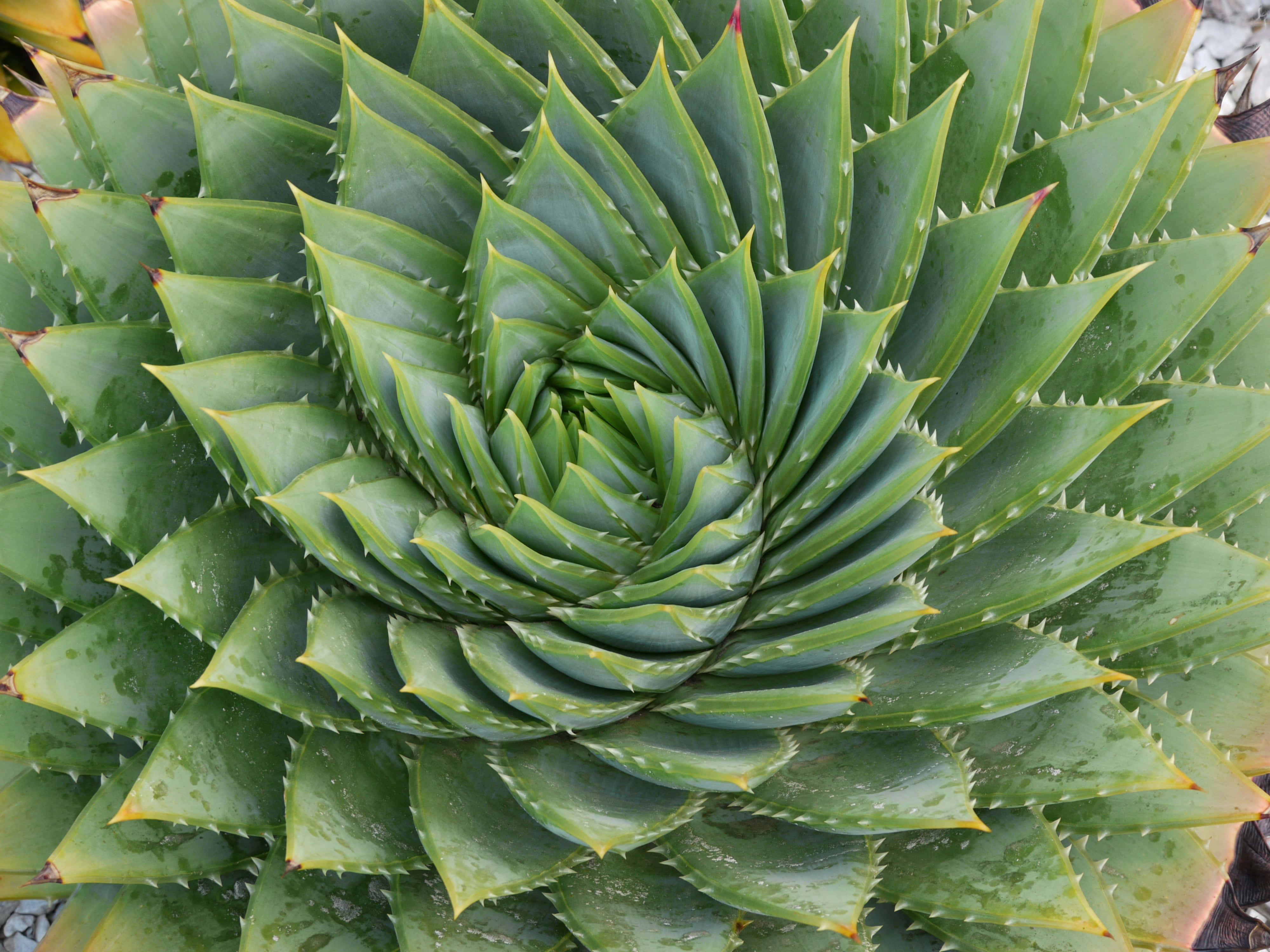 Aloe Vera 桌布 壁紙 — 螺旋狀多肉植物的特寫，尖銳的綠色葉片以迷人的幾何圖案向外輻射。