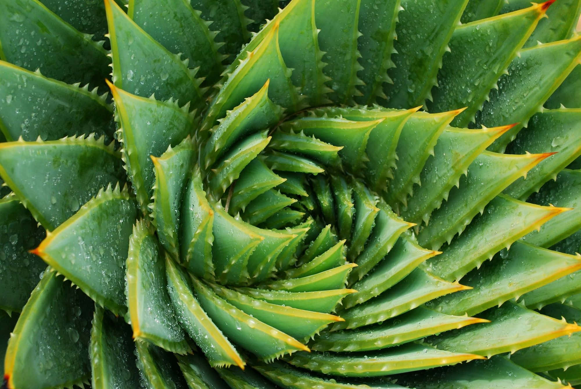 Green Plant 桌布 壁紙 — 螺旋蘆薈植物的特寫，鋸齒狀的綠色葉片上閃爍著露珠。