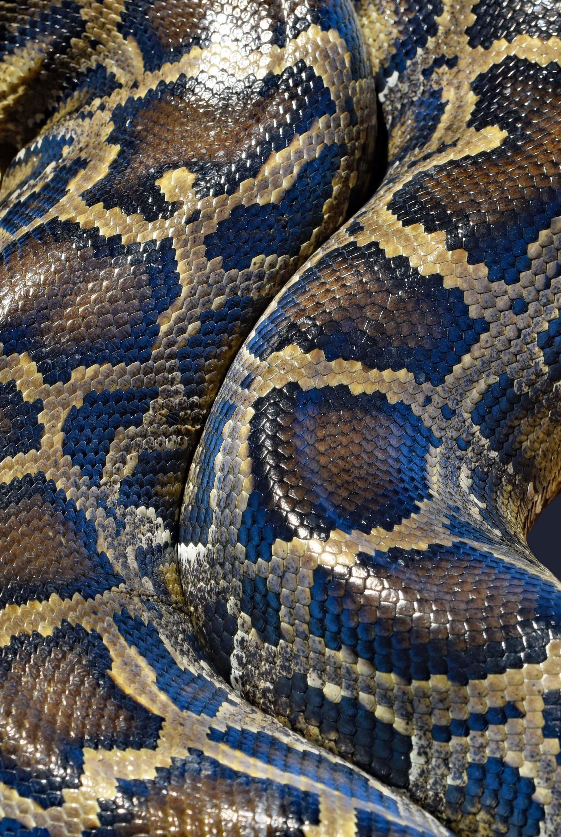 Python 桌布 壁紙 — 蟒蛇盤繞身體的特寫，在明亮光線下展現出複雜的藍色、棕色和金色鱗片。