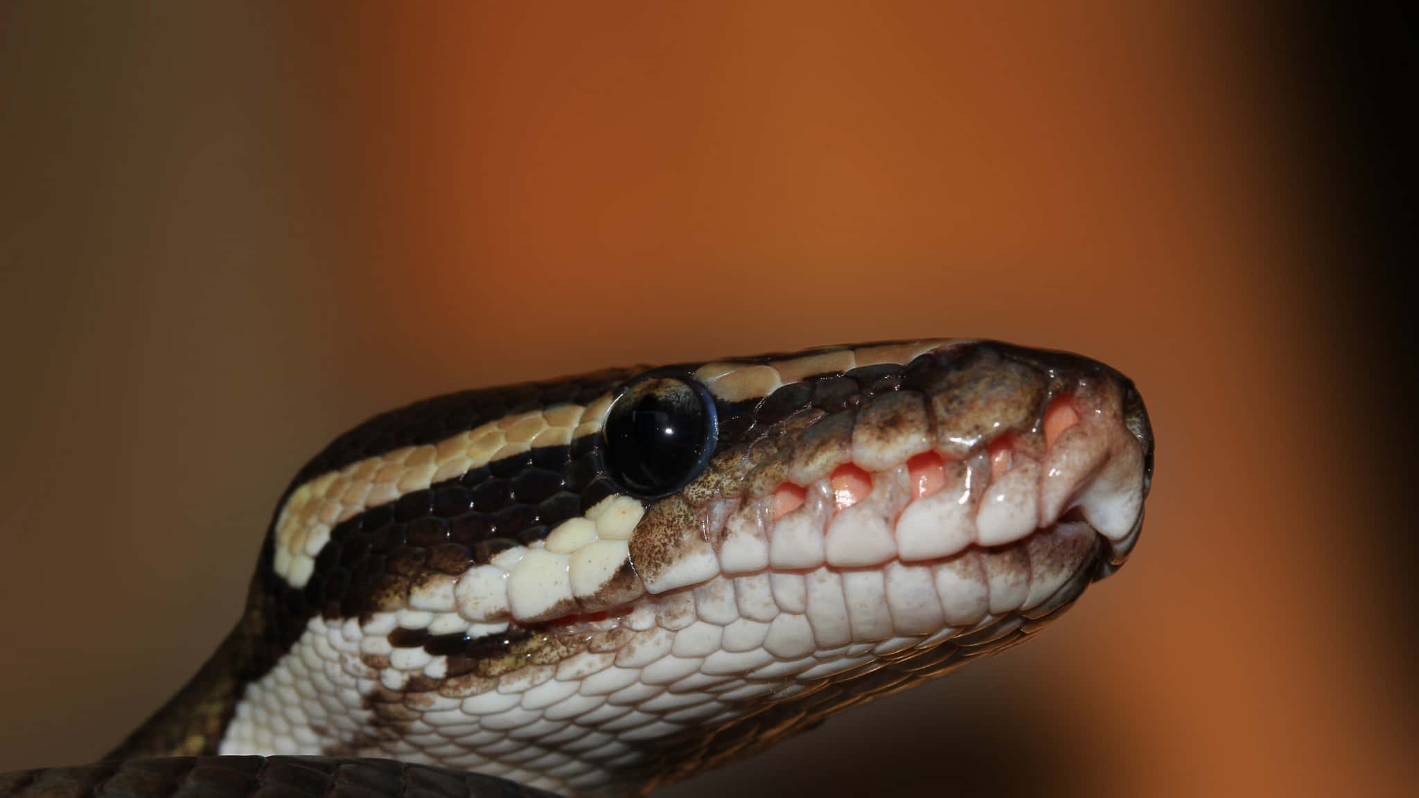 Brown Snake 桌布 壁紙 — 蟒蛇頭部特寫，鱗片細節清晰，嘴巴張開，背景溫暖模糊。