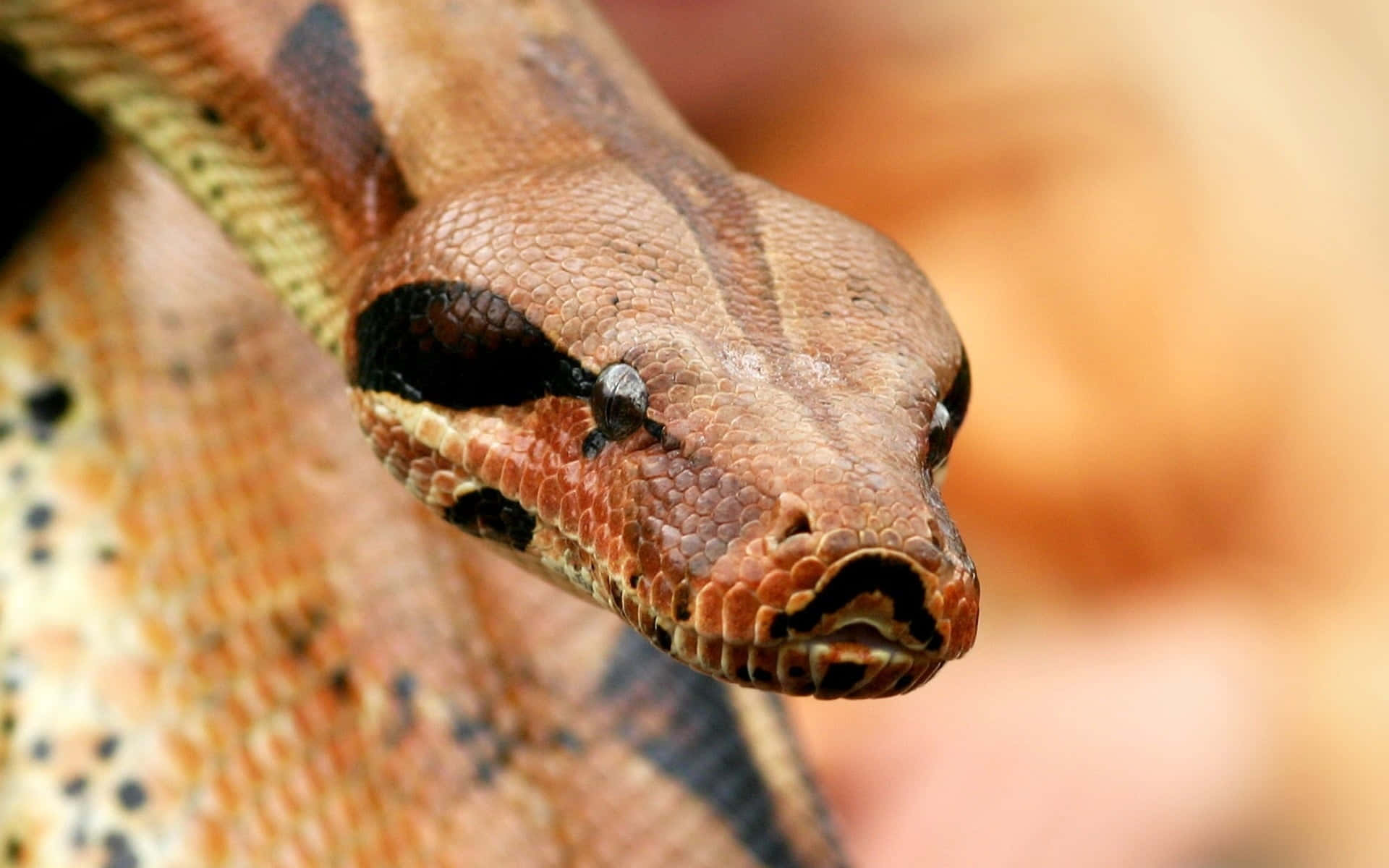 Brown Snake 桌布 壁紙 — 蟒蛇頭部特寫，鱗片細節清晰，黑色斑紋在溫暖棕色調背景下格外突出。