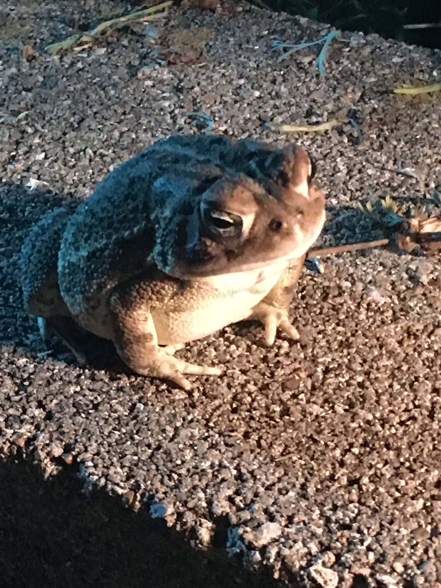 toad 桌布 壁紙 — 蟾蜍的近距離特寫，皮膚有紋理，夜晚坐在礫石上，在人造光下。