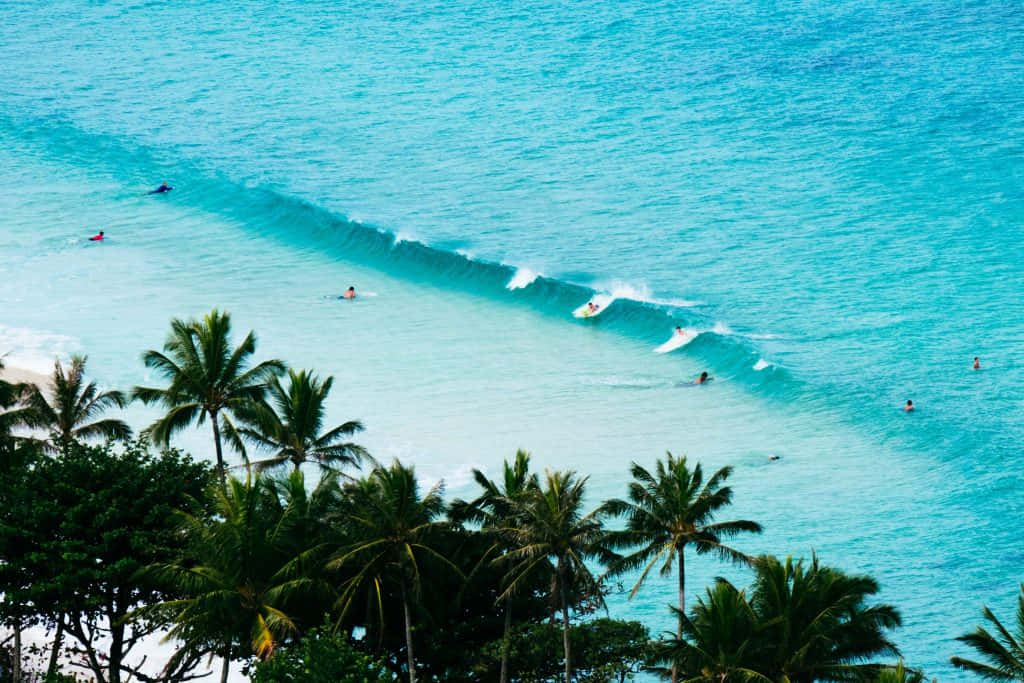 Hawaiian Island 桌布 壁紙 — 衝浪者在陽光明媚的熱帶海灘上，在搖曳的棕櫚樹下乘著碧綠色的海浪。