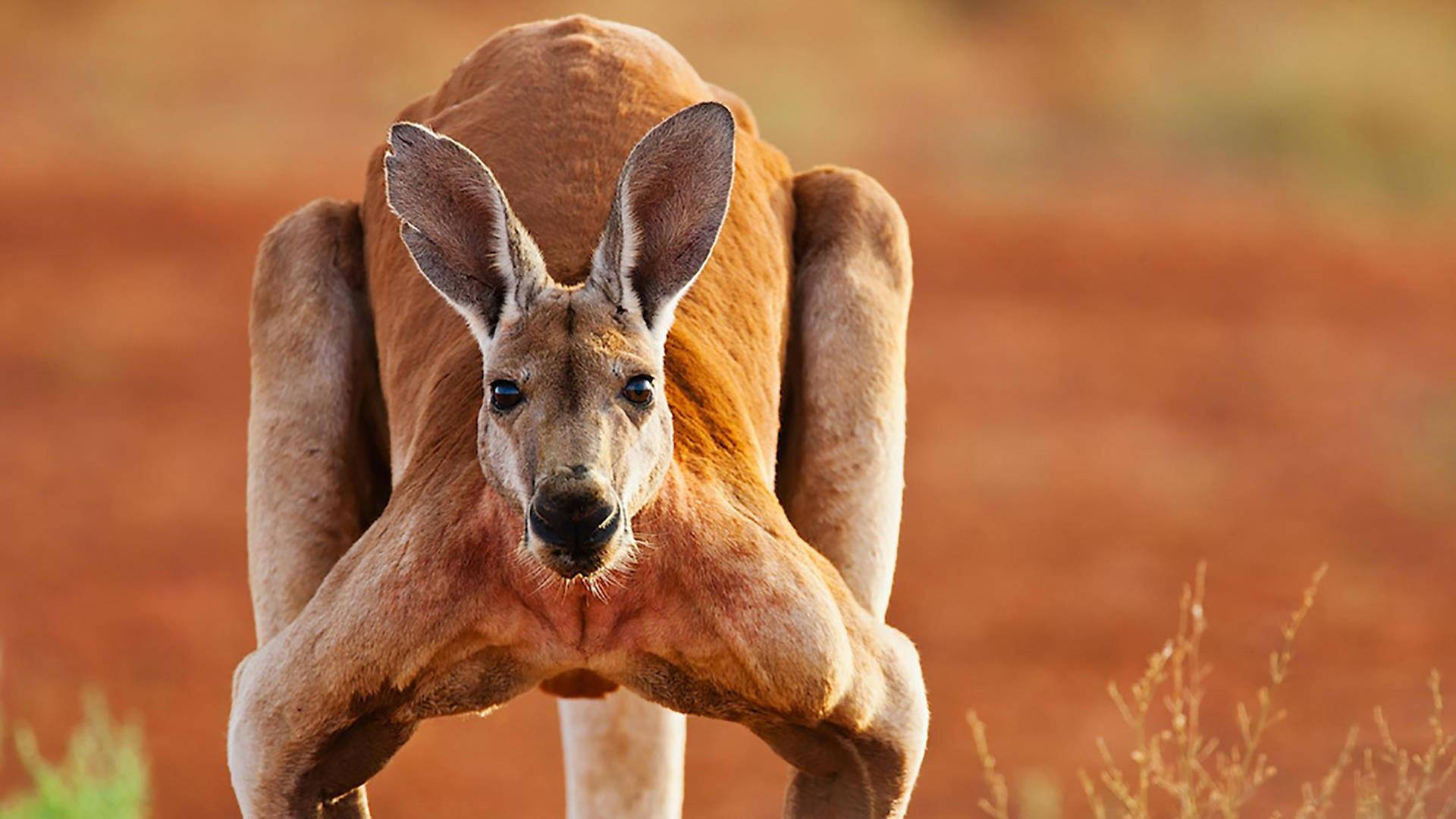 Kangaroo 桌布 壁紙 — 袋鼠在紅色泥地上直立站立的特寫，周圍有稀疏的綠色灌木。