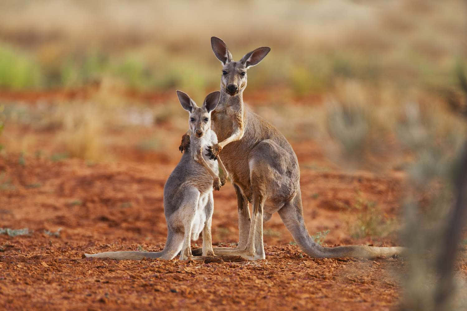 Kangaroo 桌布 壁紙 — 袋鼠媽媽和她的寶寶在紅土地上警覺地站著，背景是模糊的乾草。