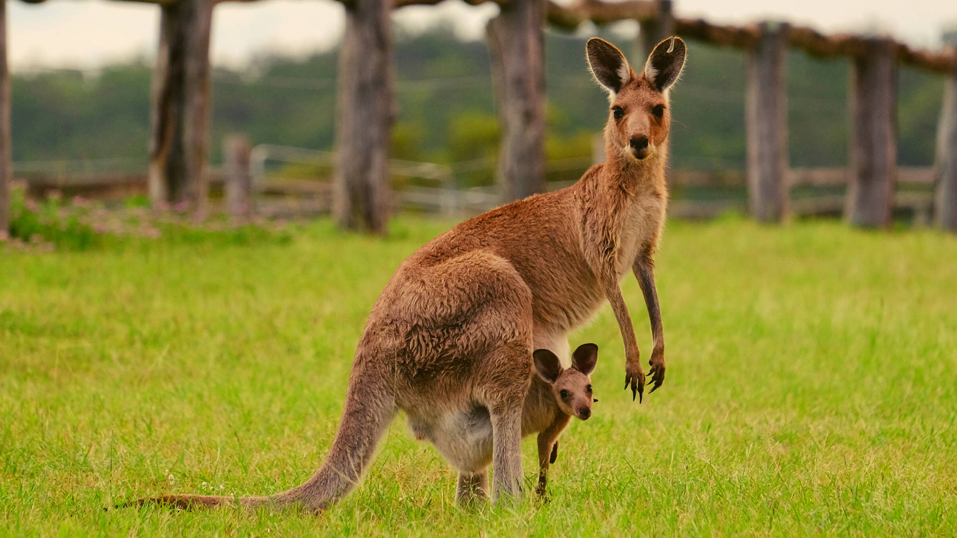 Kangaroo 桌布 壁紙 — 袋鼠媽媽和她的寶寶在陽光明媚的草地上警覺地站著，背景是木柵欄。