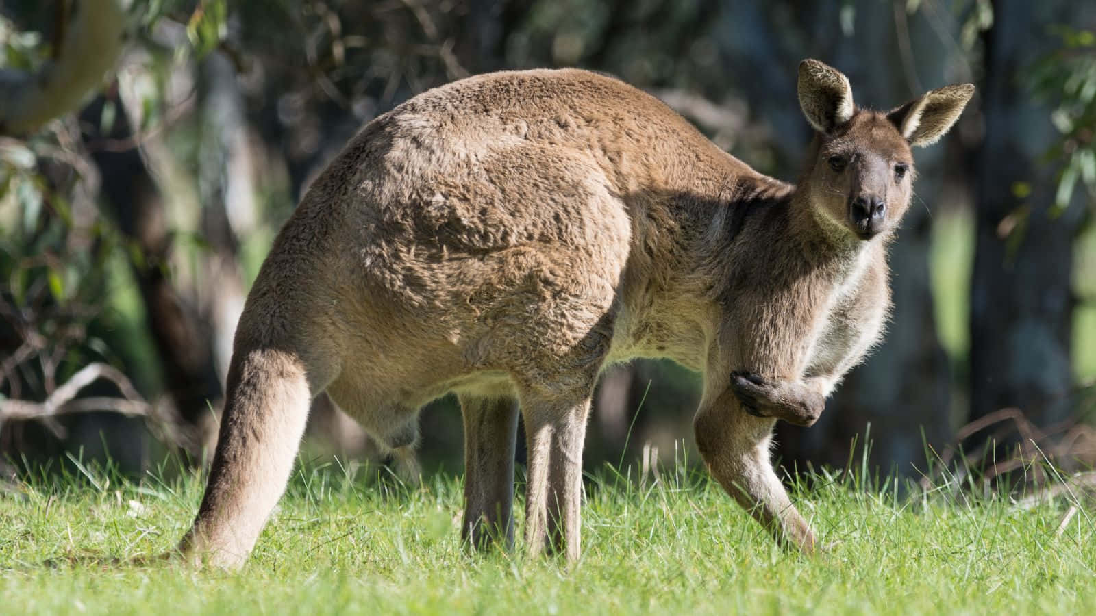 Kangaroo 桌布 壁紙 — 袋鼠媽媽在陽光照耀的草地上警覺地站著，在樹旁將寶寶放在育兒袋中。