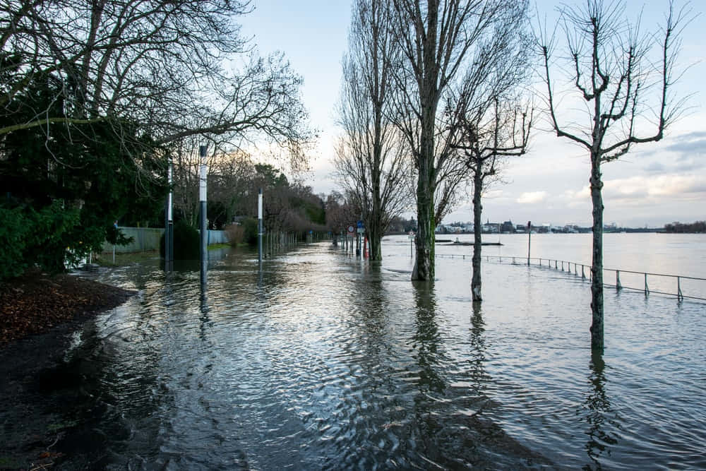 Flood 桌布 壁紙 — 被淹沒的城市小徑，光禿禿的樹木立在平靜的水面上，天空多雲。