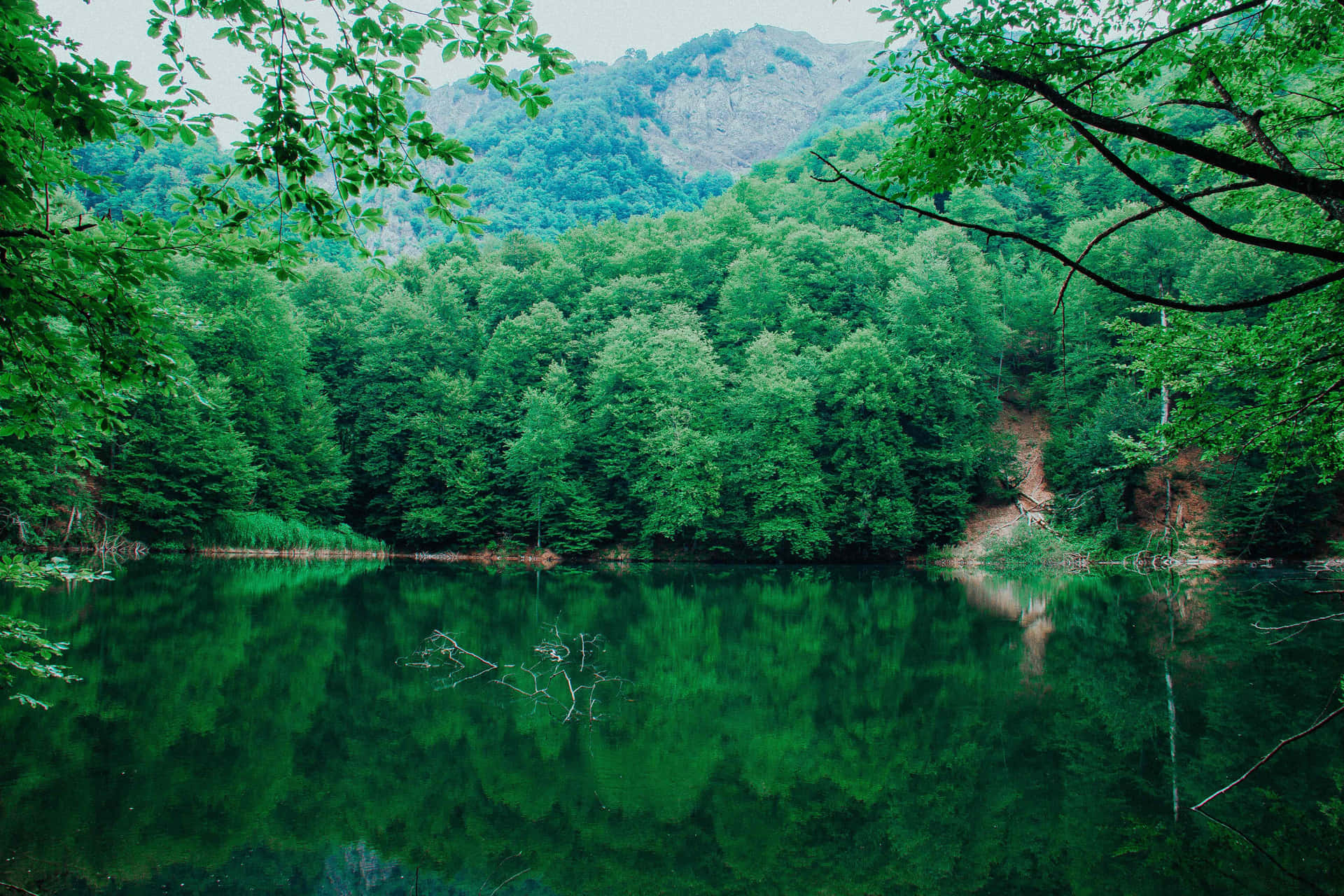 綠色自然背景 — 綠色自然 壁紙