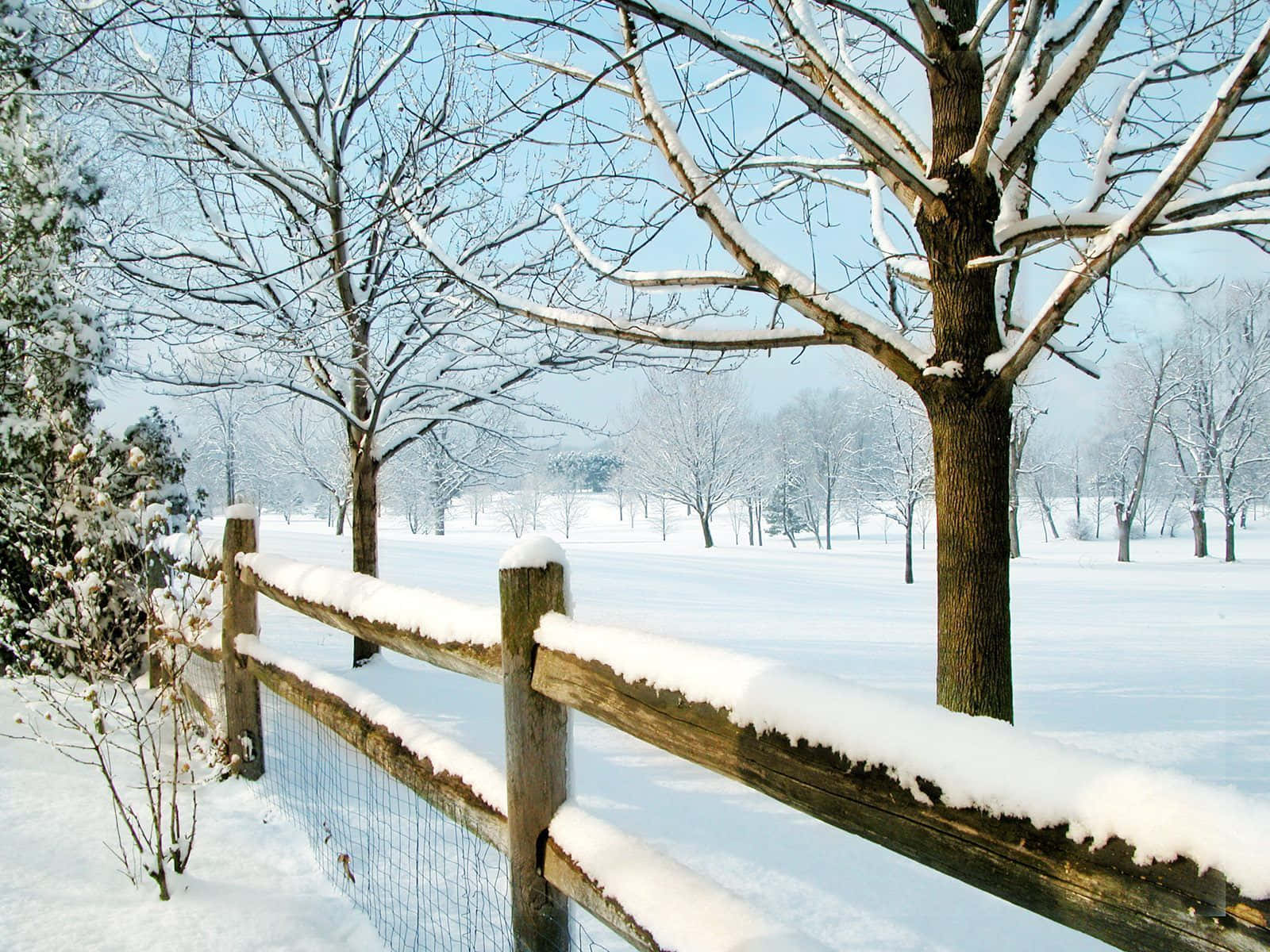 桌布 壁紙 — 被雪覆蓋的木柵欄毗鄰寧靜的冬季田野，田野上有光禿禿的樹木，天空清澈湛藍。