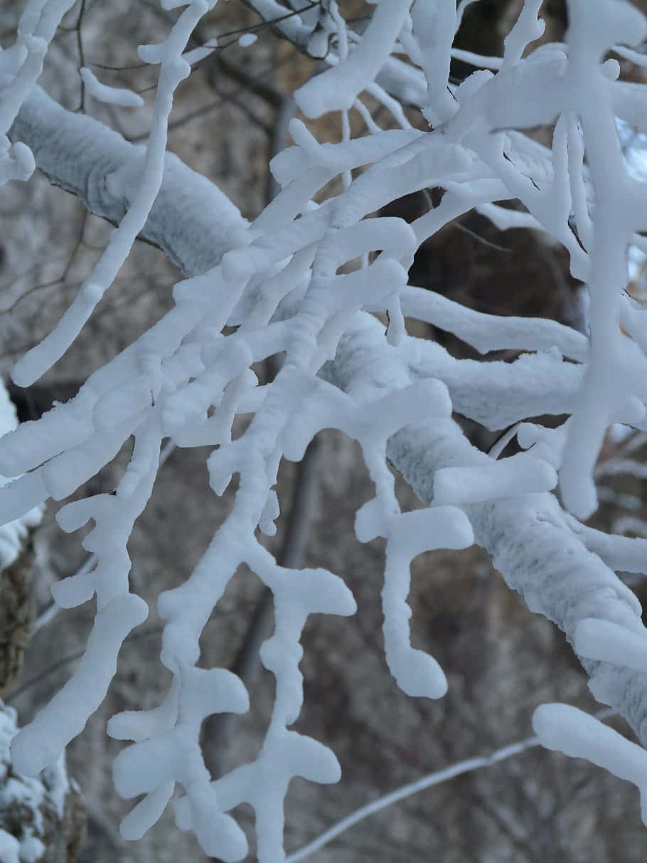 被雪覆蓋的樹枝 壁紙