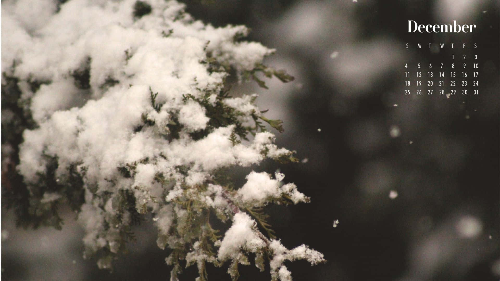 被雪覆蓋的樹枝與月曆 壁紙