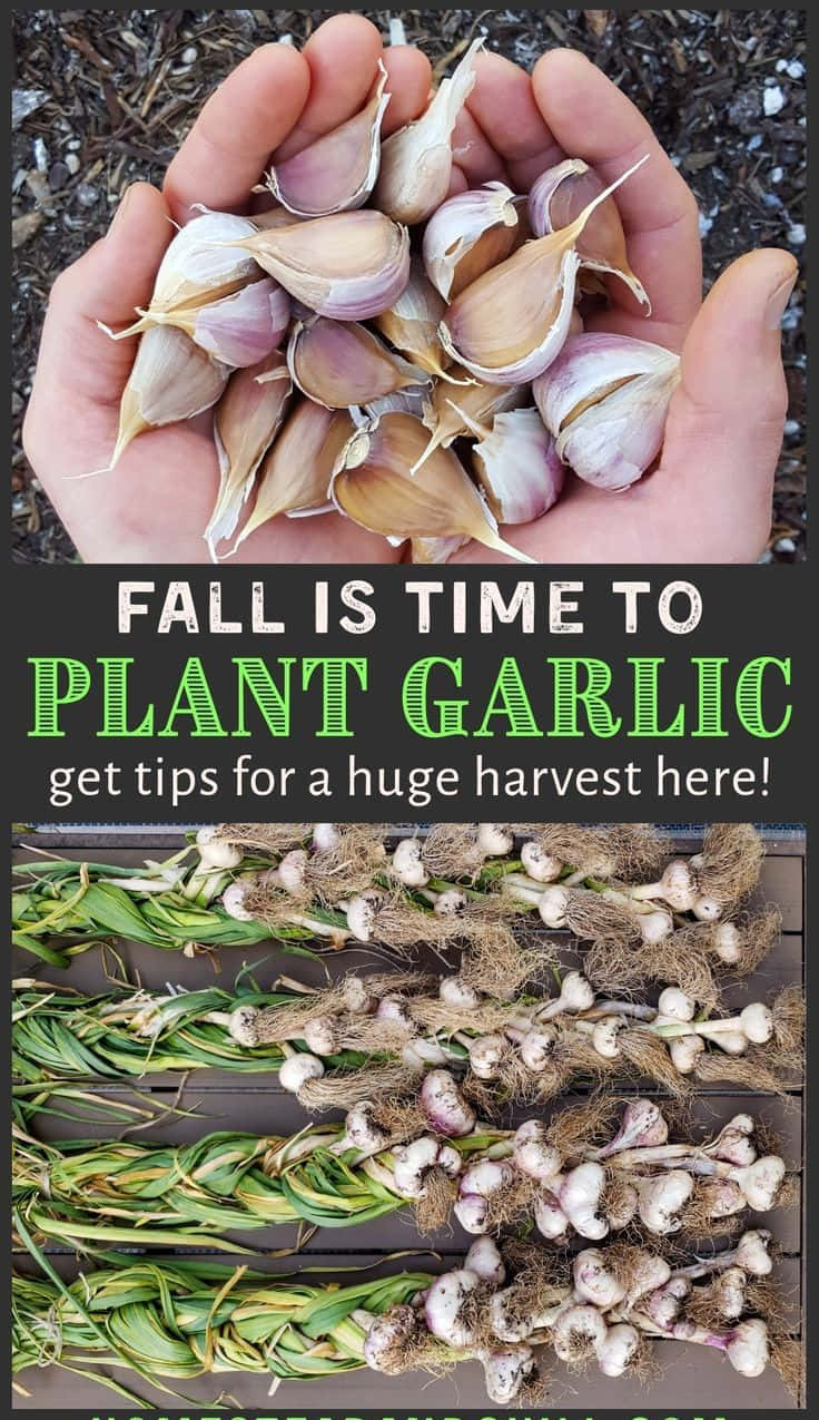 Garlic Plant 桌布 壁紙 — 裁剪的手捧著剛收穫的蒜頭，放在木板上帶有綠色莖的乾燥大蒜行上方。