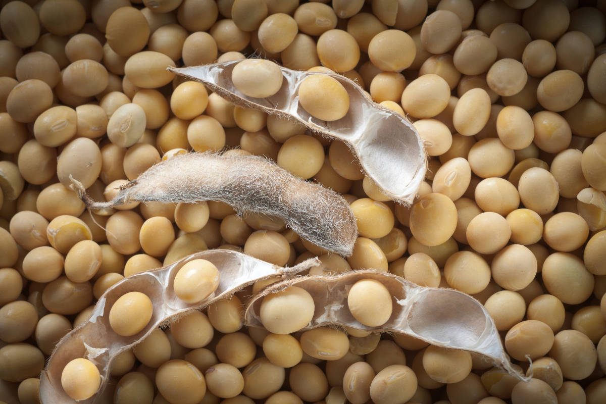 beans 桌布 壁紙 — 裂開的大豆莢特寫，露出淡黃色的豆，藏在一大堆完整的豆之中。