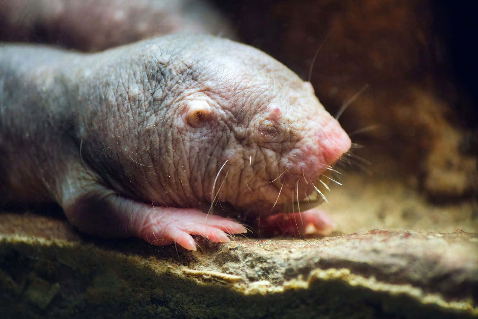 Mole 桌布 壁紙 — 裸鼴鼠的近距離特寫，在泥土上休息，有皺紋的灰色皮膚和粉紅色鼻子。