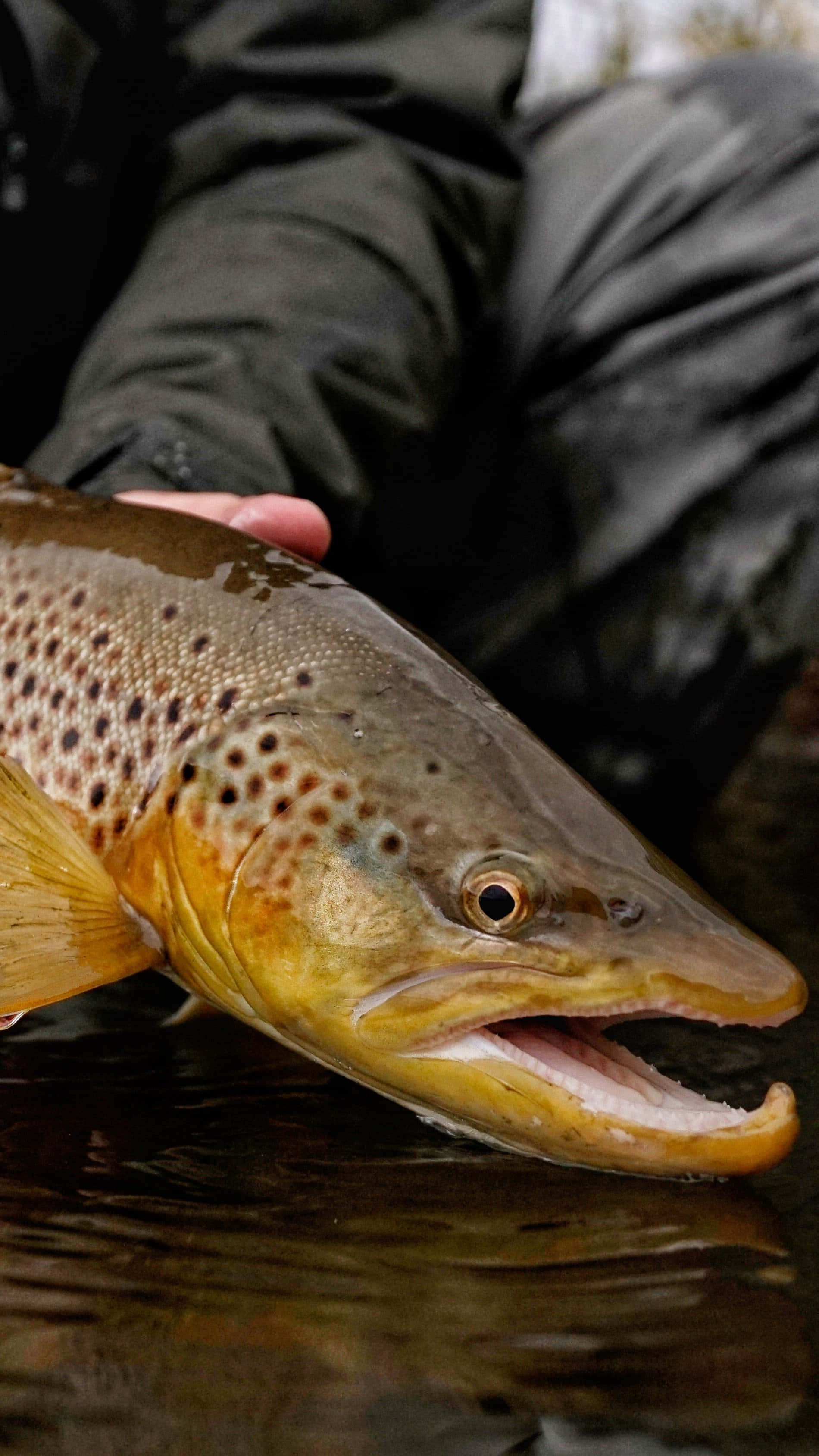 Brown Trout 桌布 壁紙 — 褐鱒魚的特寫，帶有斑點鱗片和張開的嘴巴，由一名穿著深色裝備的漁夫在漣漪水面上手持。