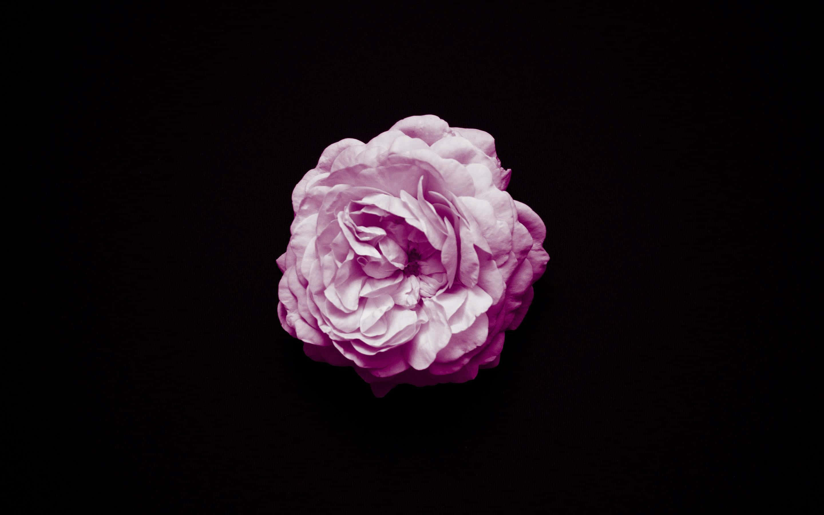 褪色黑粉花朵桌面 壁紙