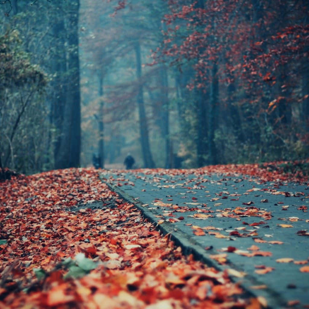 覆蓋紅葉的森林小徑 壁紙