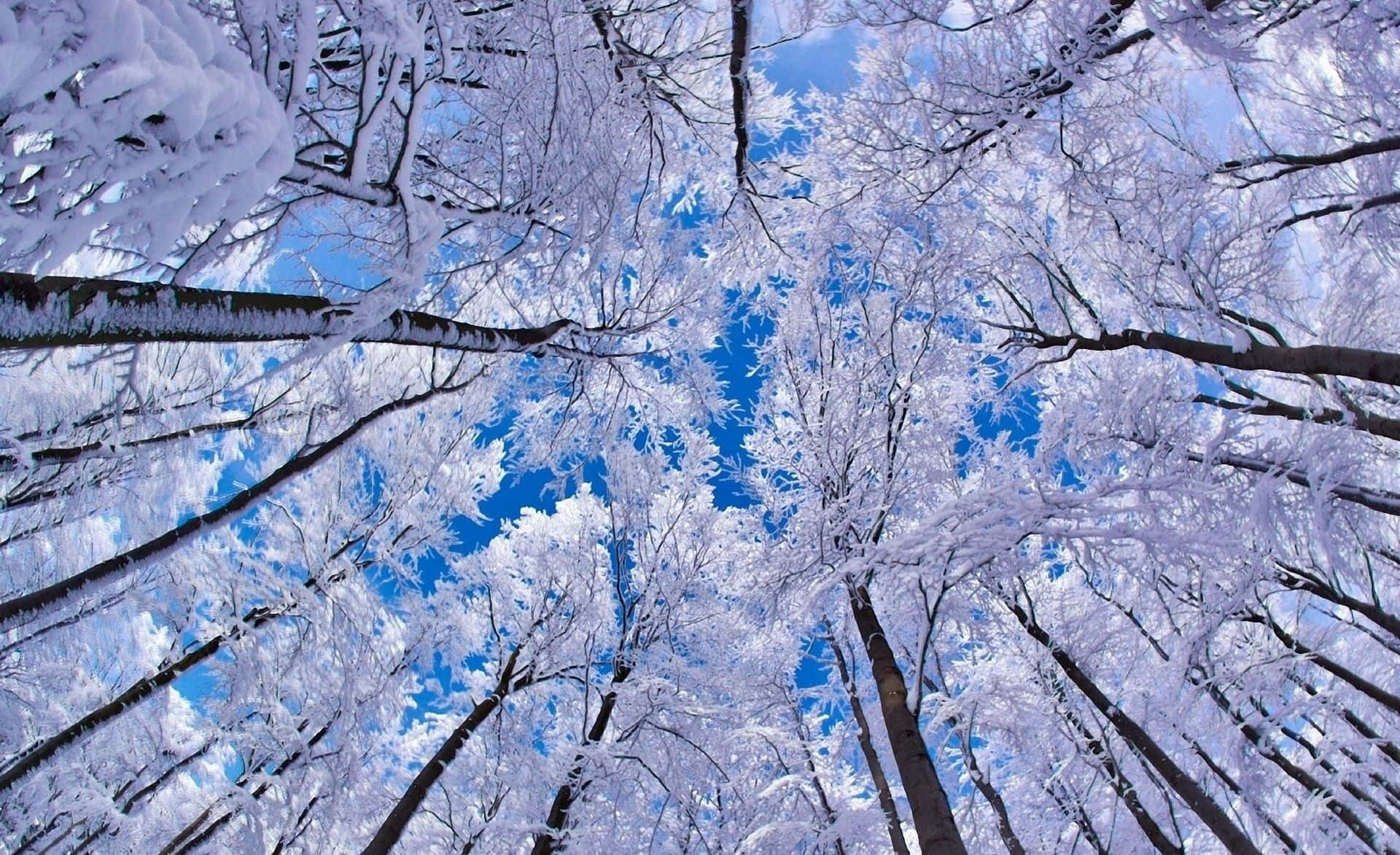  壁紙 — 覆蓋著雪的樹枝在冬季森林中向上拱起，映襯著鮮豔的藍天。