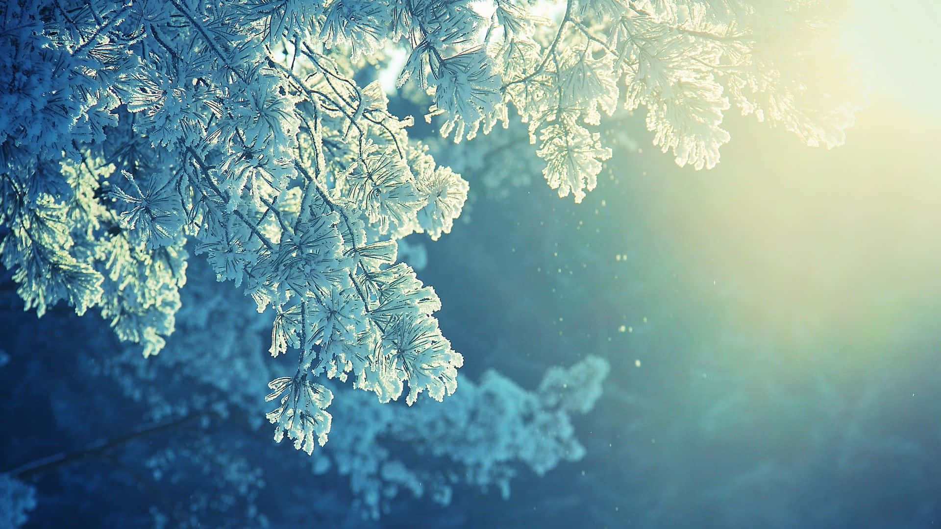 Snow Trees 桌布 壁紙 — 覆蓋著霜的松樹枝在寧靜的冬日森林中透過柔和陽光閃耀。