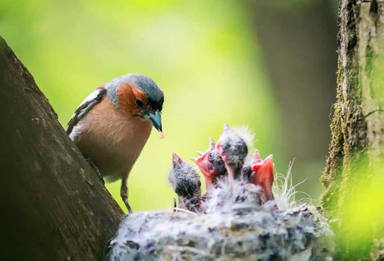 Nest 桌布 壁紙 — 親鳥在長滿苔蘚的樹巢中餵養雛鳥，背景為柔和綠色散景。