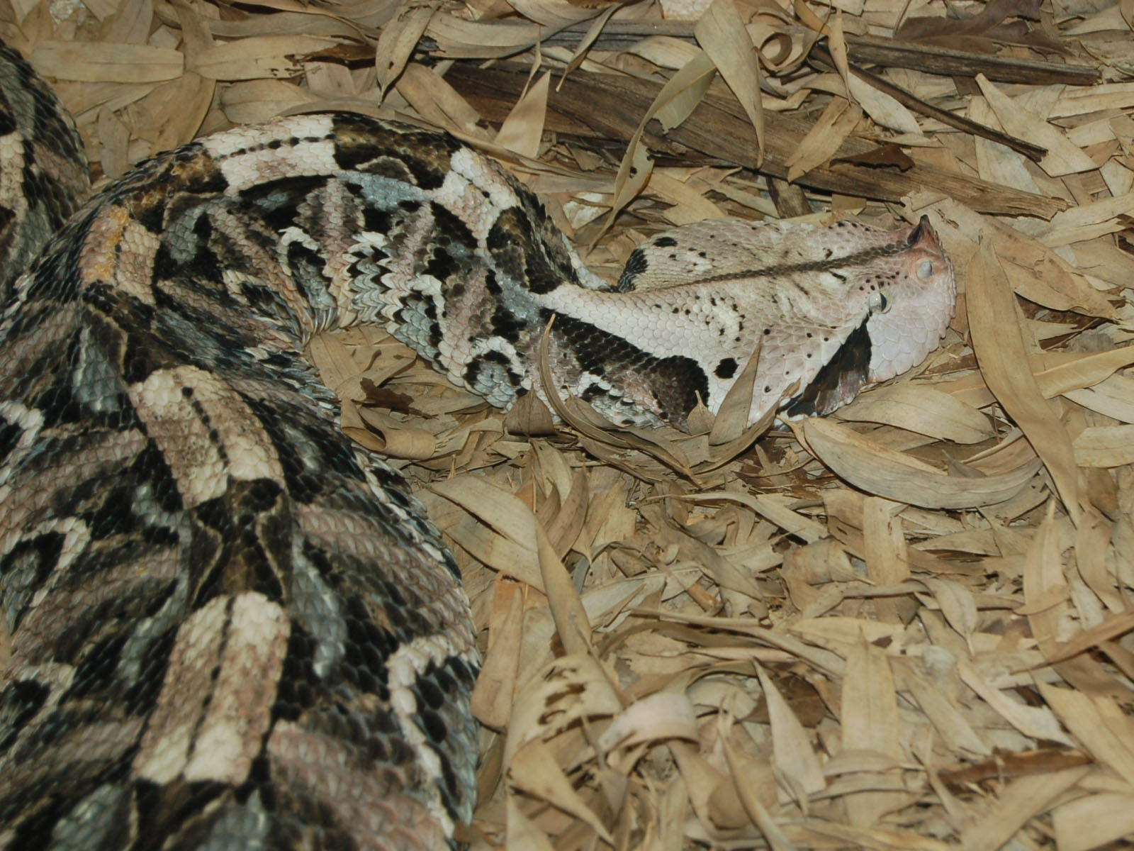 reptile 桌布 壁紙 — 角蝰蛇偽裝在乾竹葉之間，帶有複雜的黑白棕圖案。